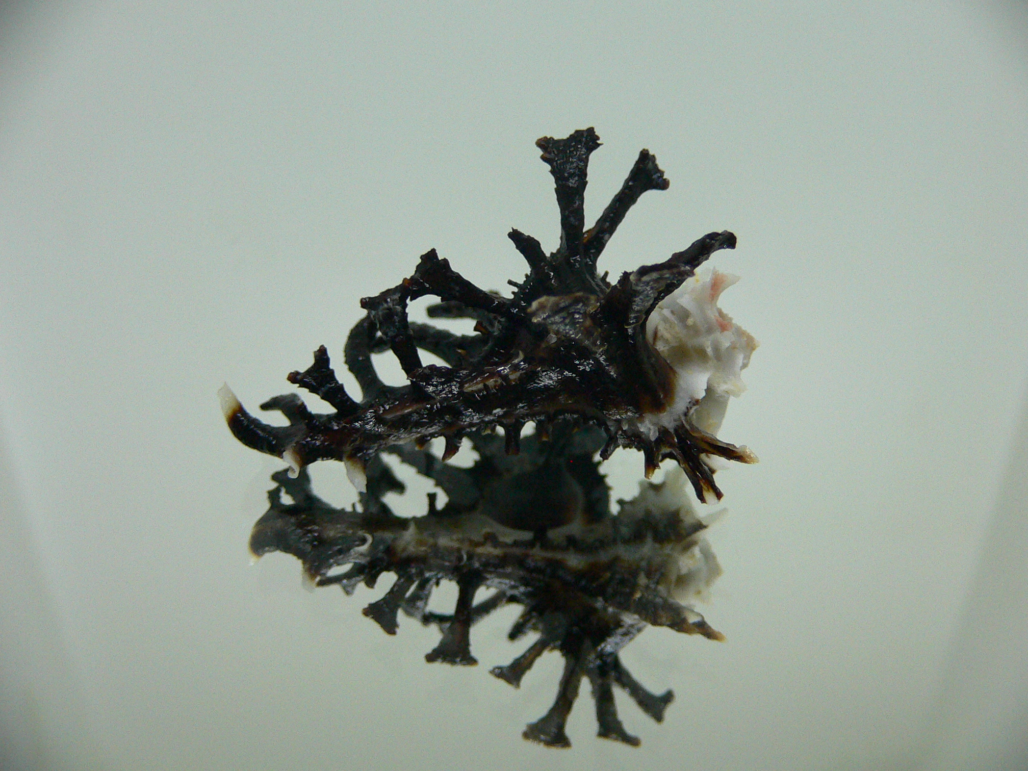 Homalocantha ninae