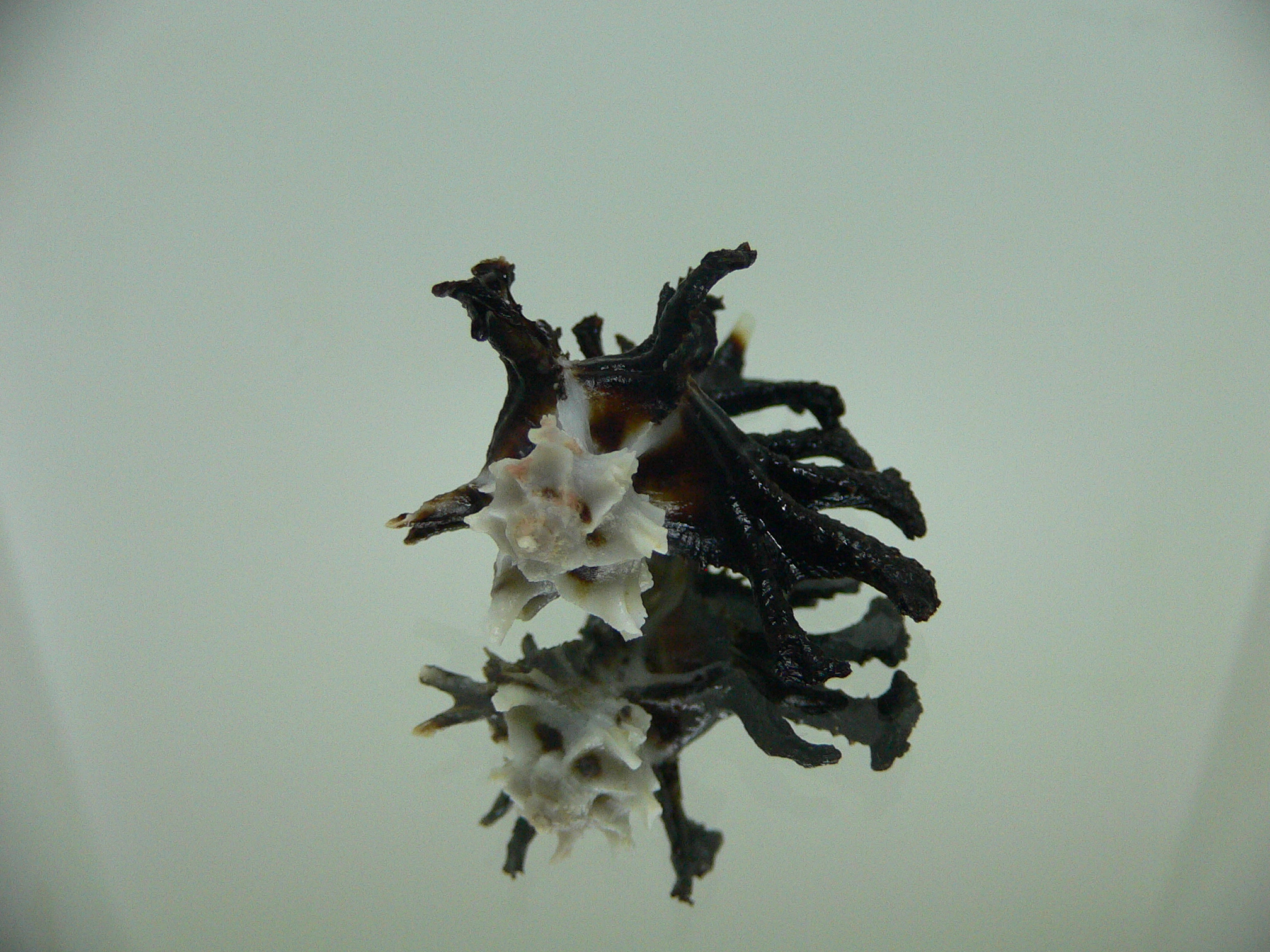Homalocantha ninae