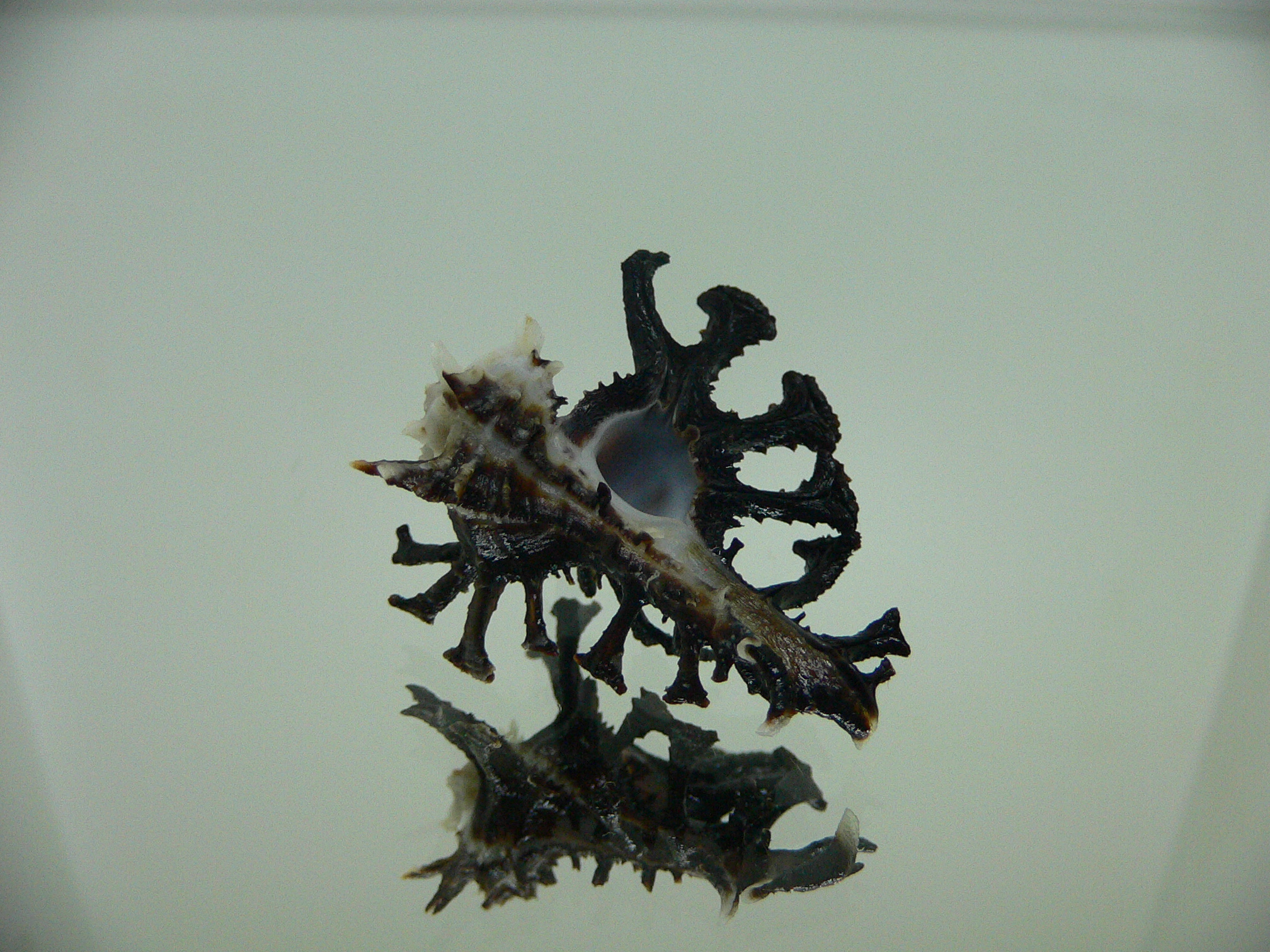 Homalocantha ninae