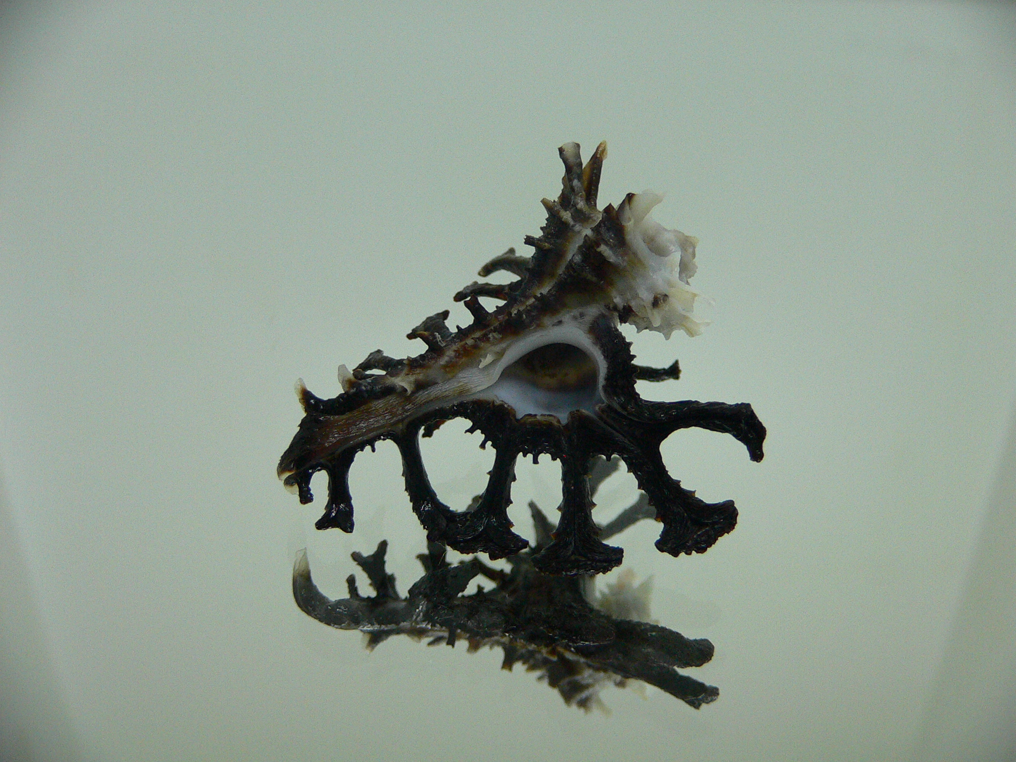 Homalocantha ninae