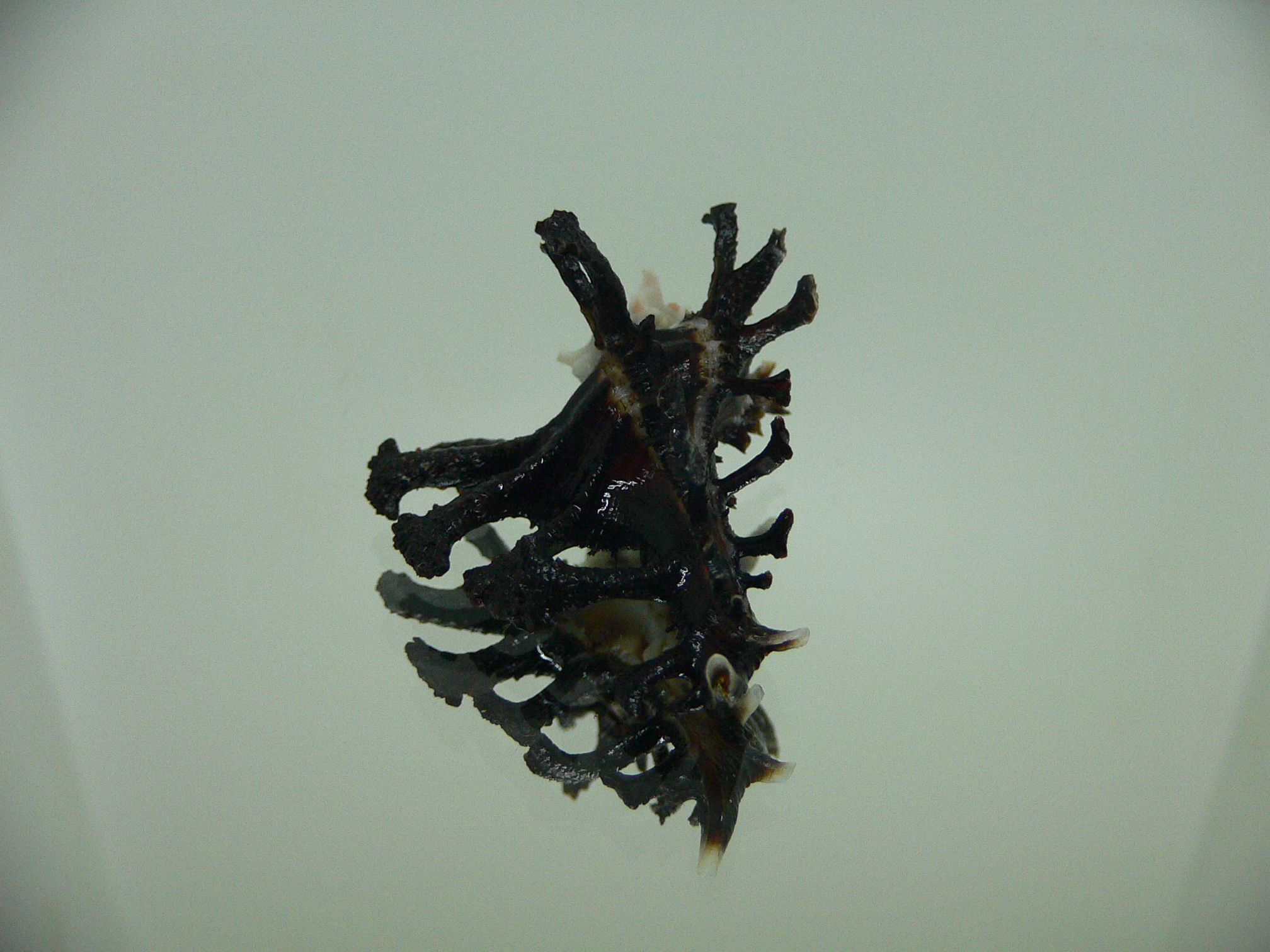 Homalocantha ninae