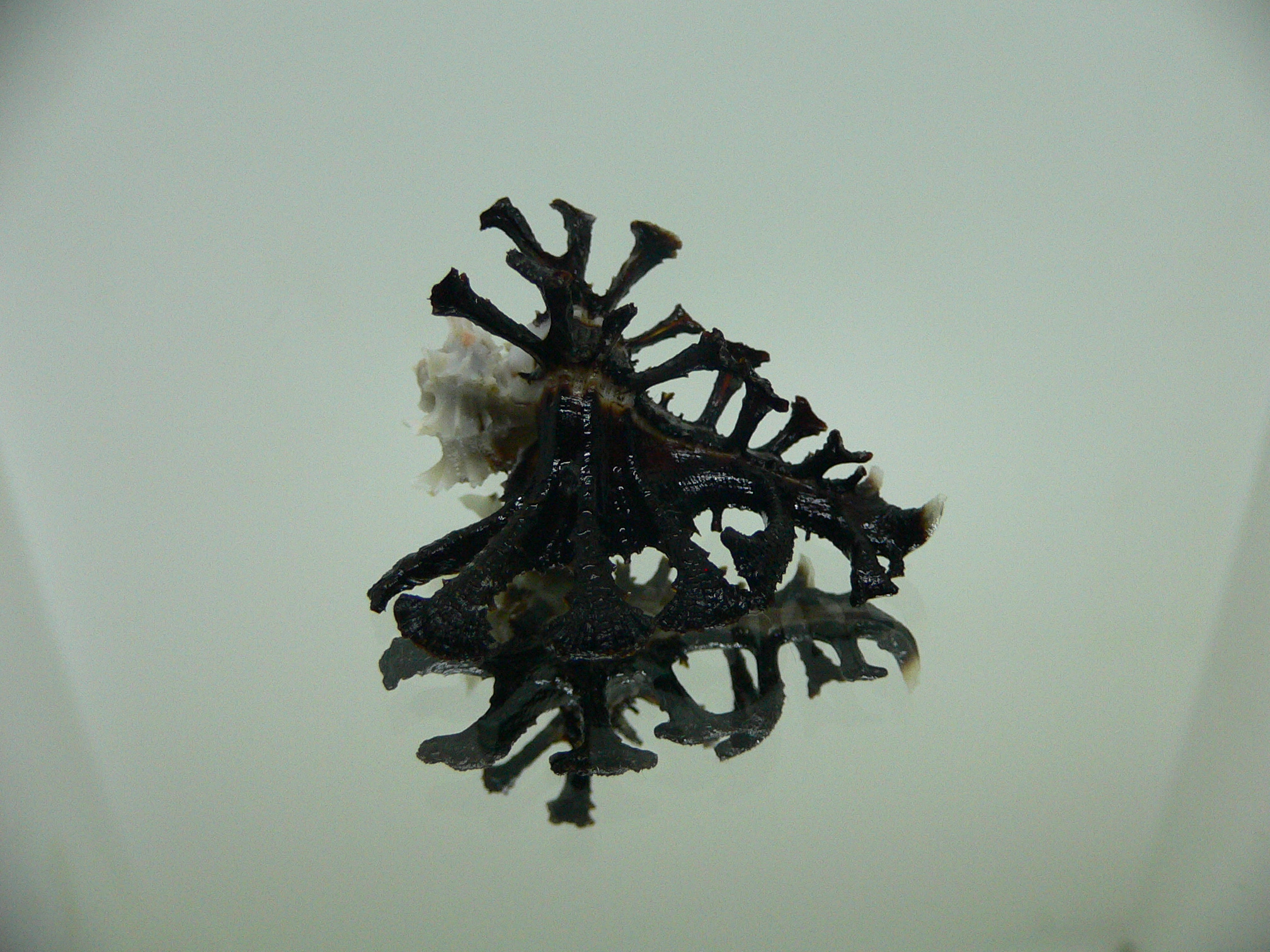 Homalocantha ninae