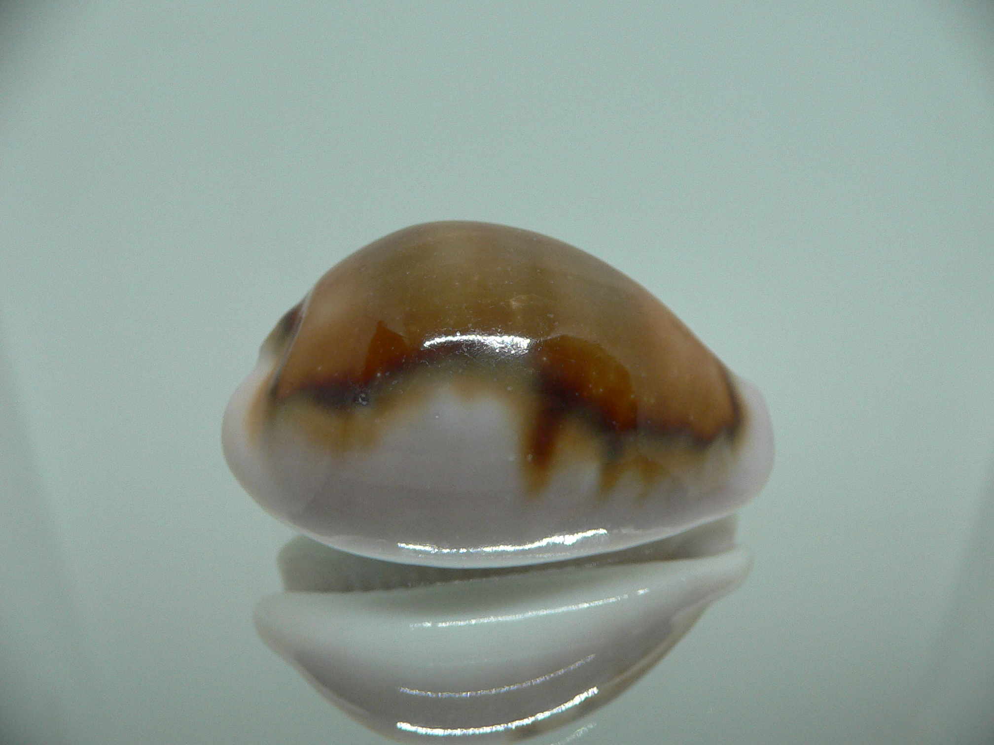 Cypraea spadicea COLOR