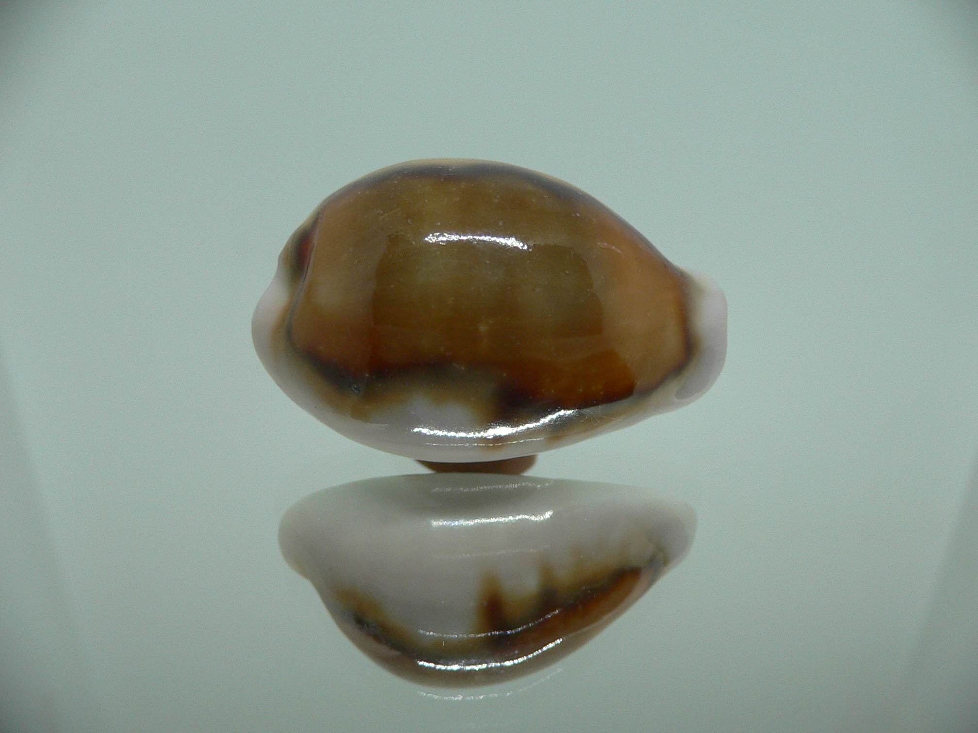 Cypraea spadicea COLOR