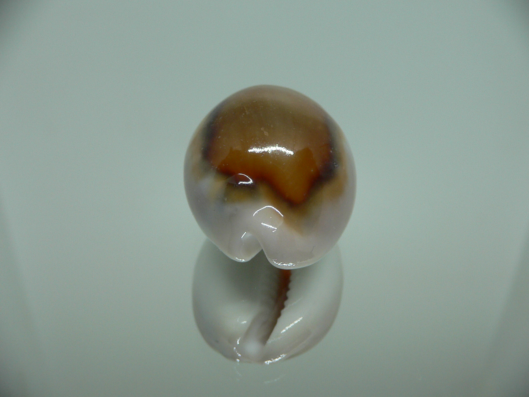 Cypraea spadicea COLOR