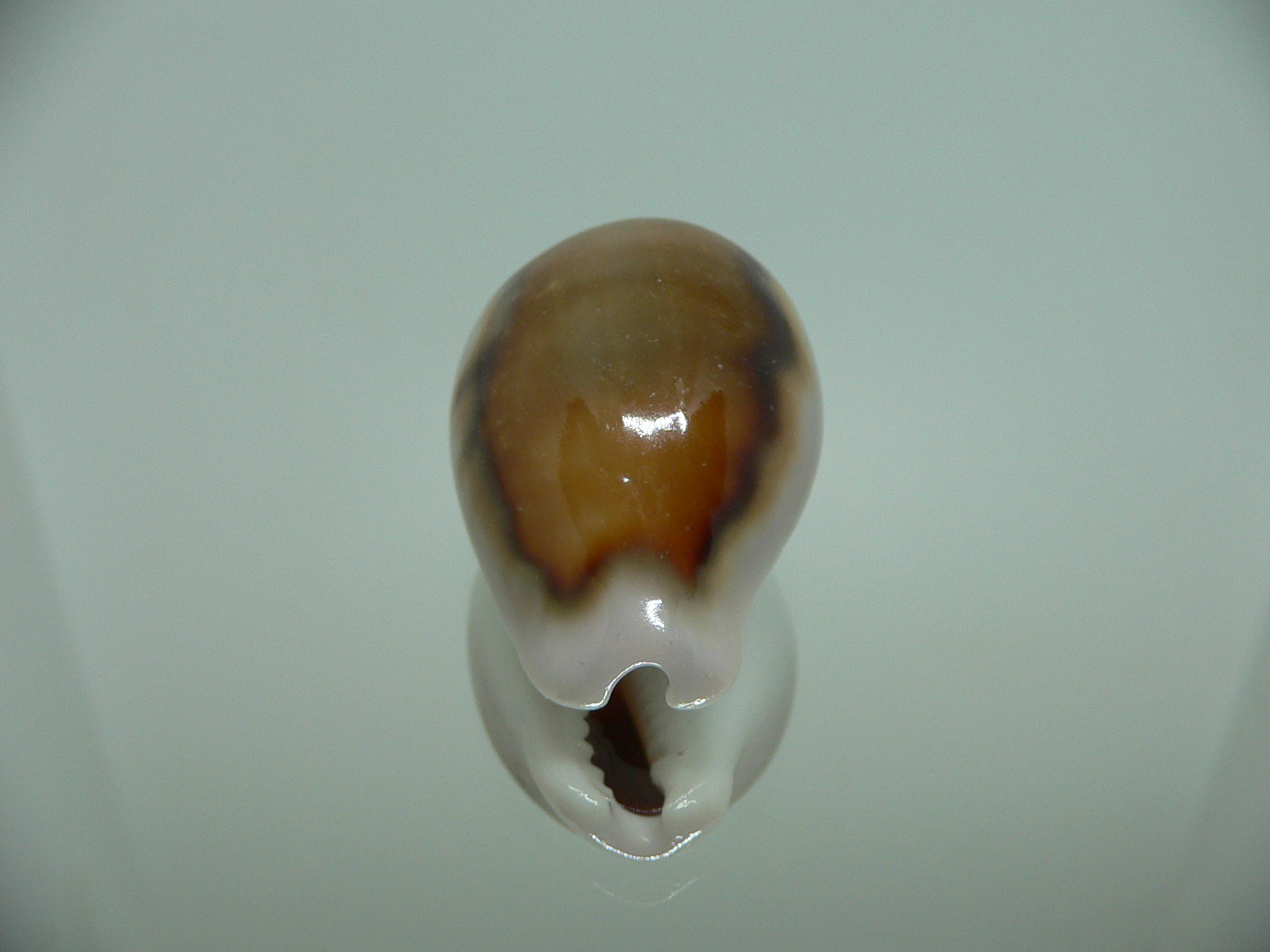 Cypraea spadicea COLOR