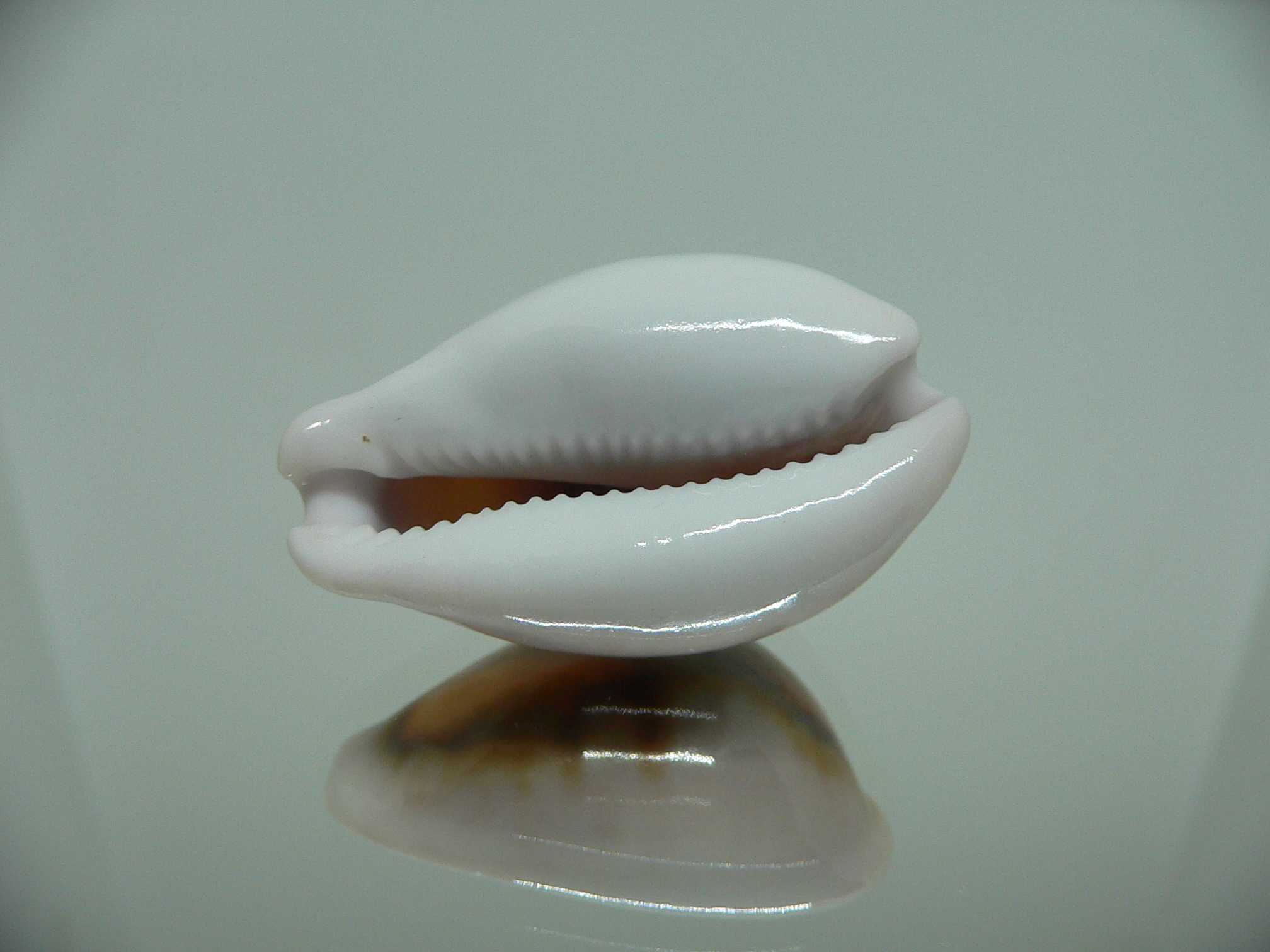 Cypraea spadicea COLOR