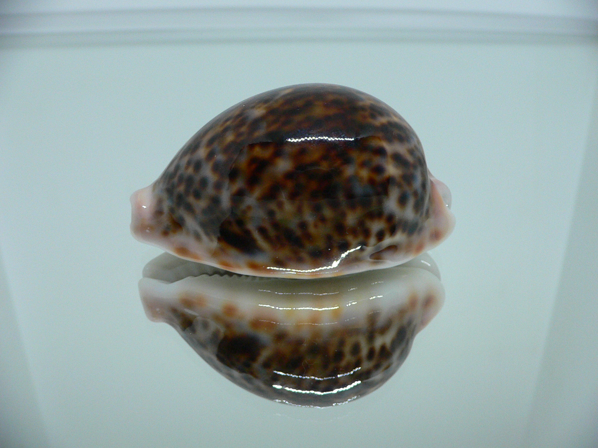 Cypraea pantherina funebralis (var.) SUPER