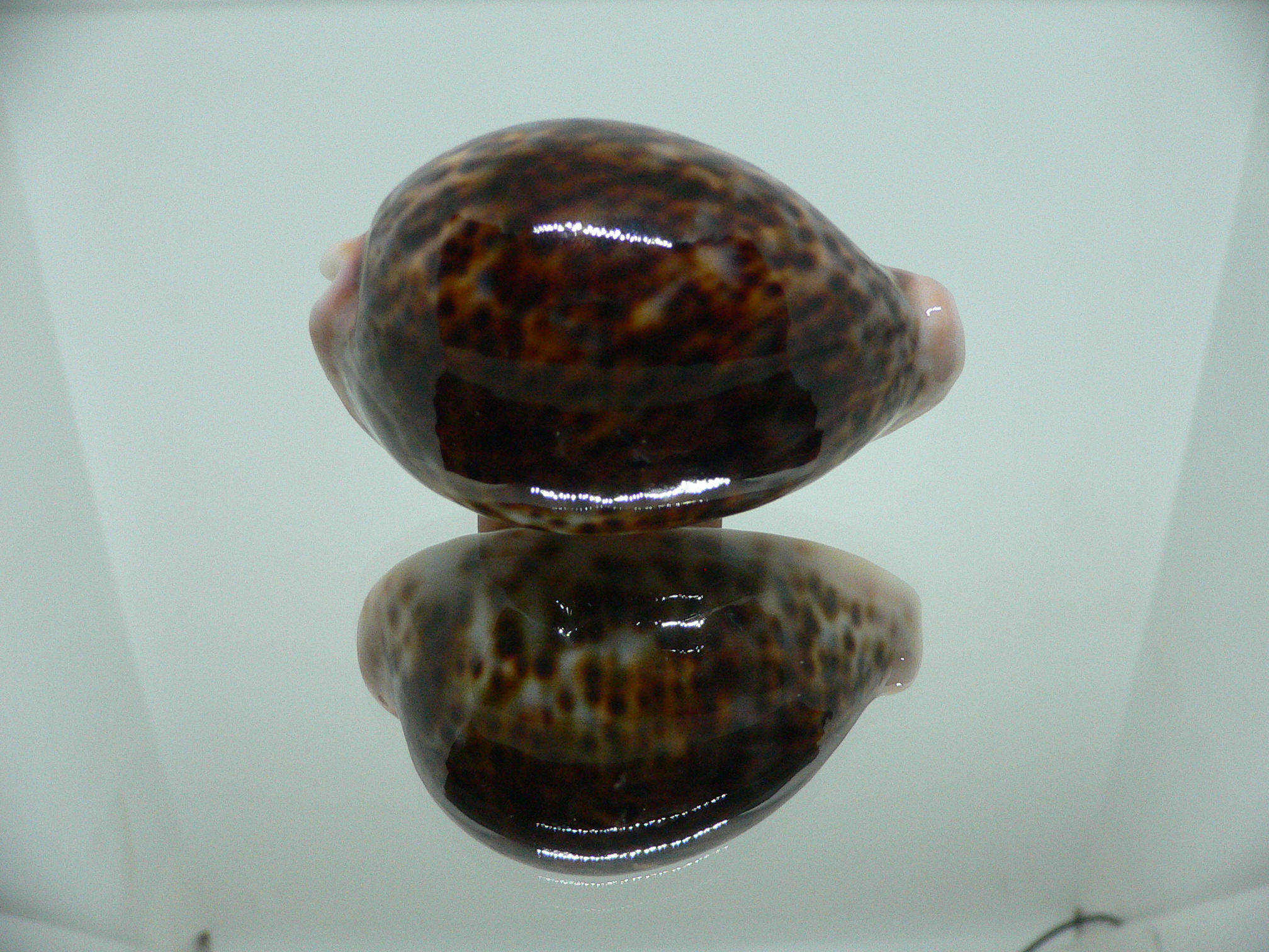 Cypraea pantherina funebralis (var.) SUPER