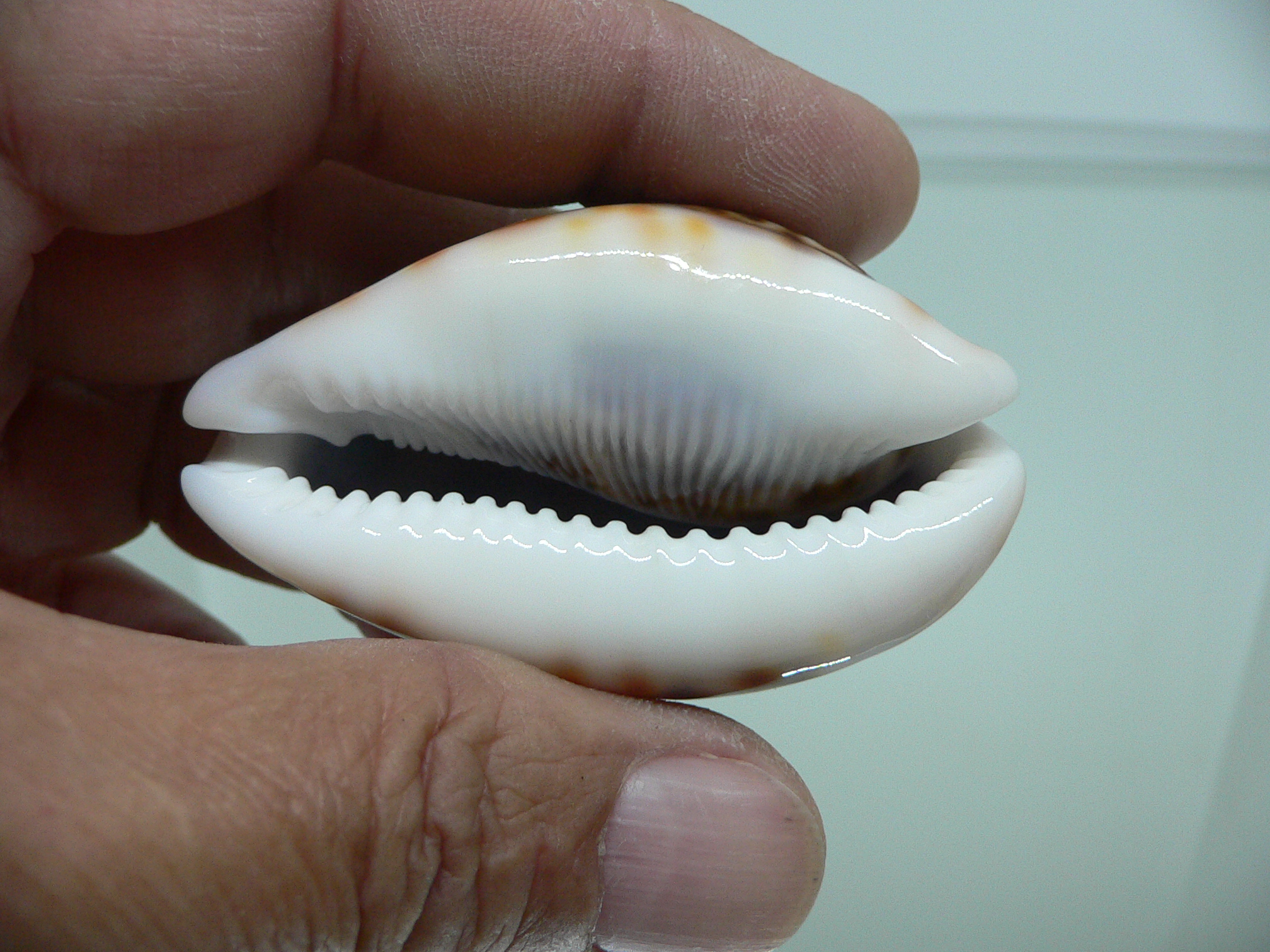 Cypraea pantherina funebralis (var.) SUPER