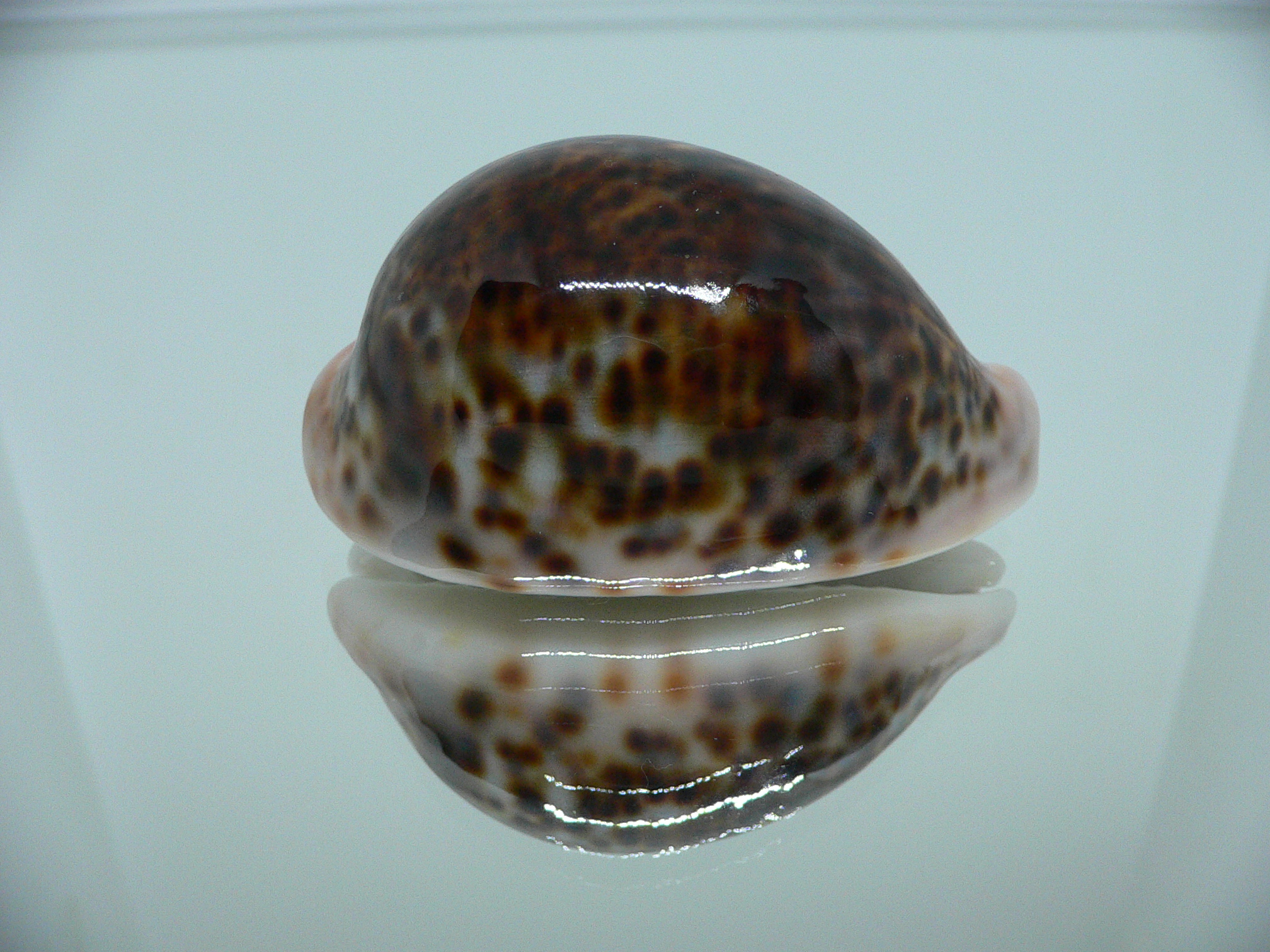 Cypraea pantherina funebralis (var.) SUPER