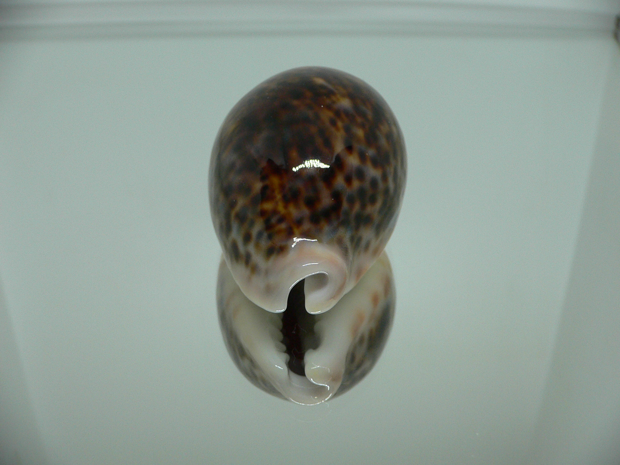 Cypraea pantherina funebralis (var.) SUPER