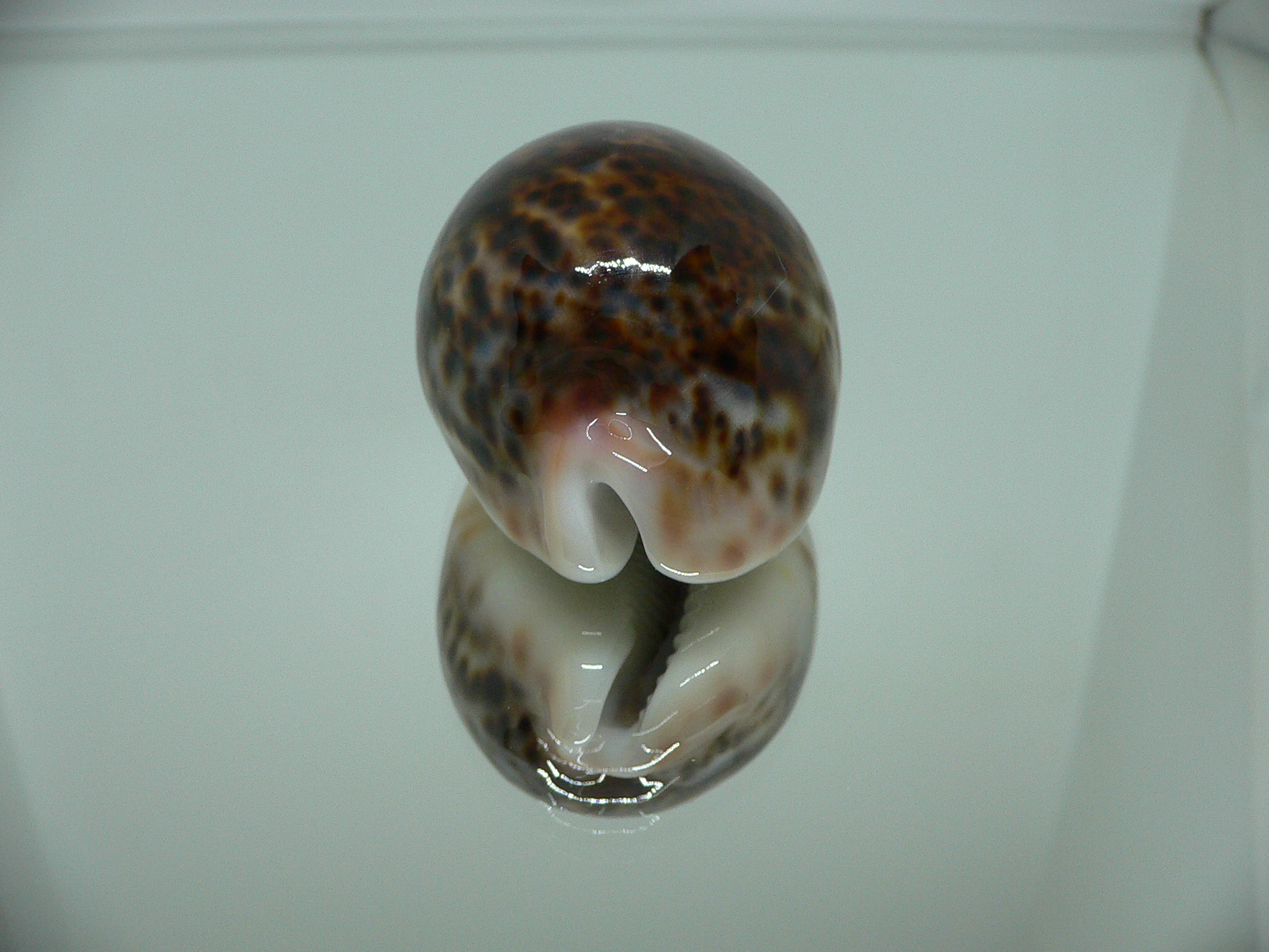 Cypraea pantherina funebralis (var.) SUPER