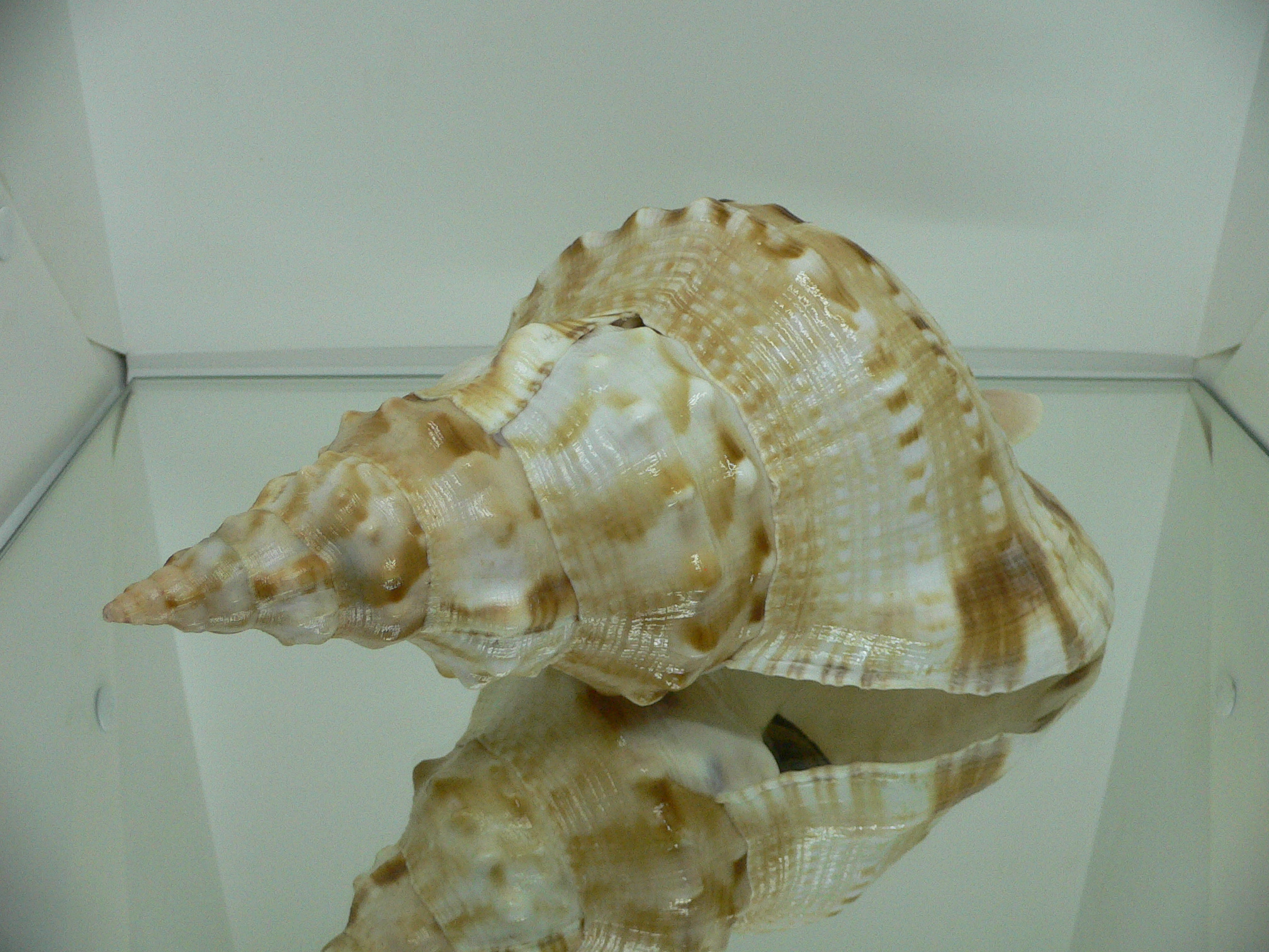 Charonia lampas sauliae (var.) BIG MALE