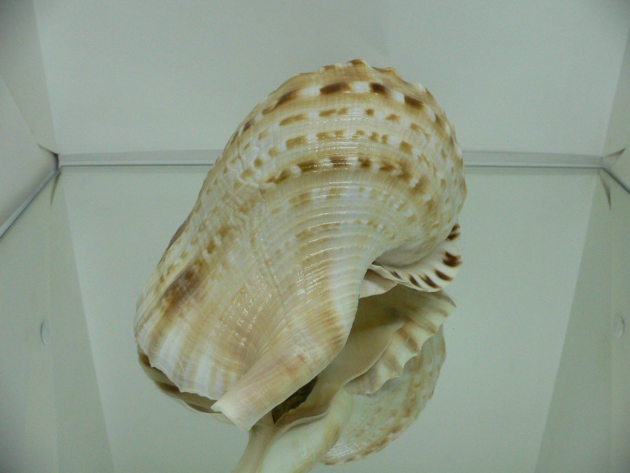 Charonia lampas sauliae (var.) BIG MALE