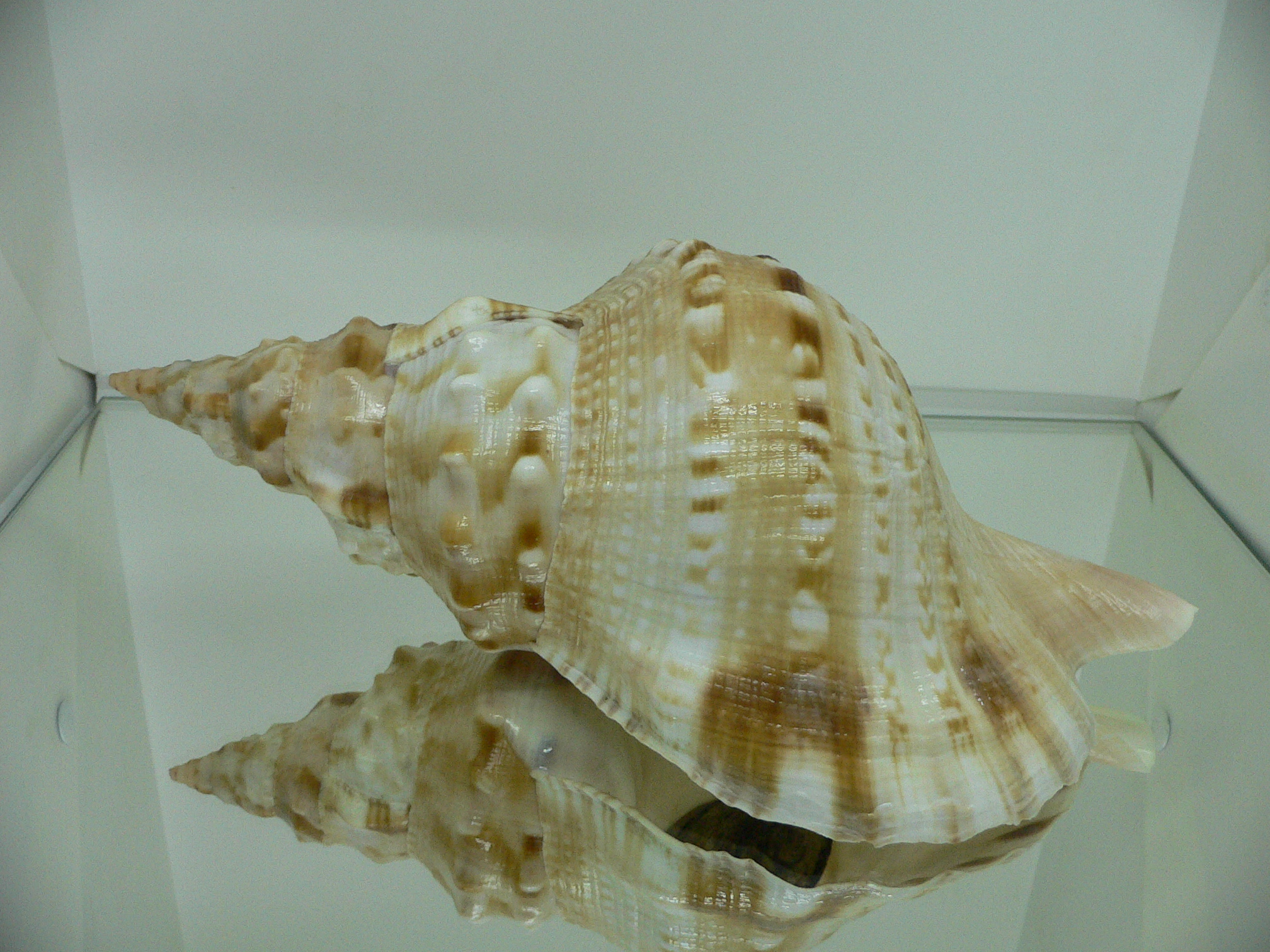 Charonia lampas sauliae (var.) BIG MALE