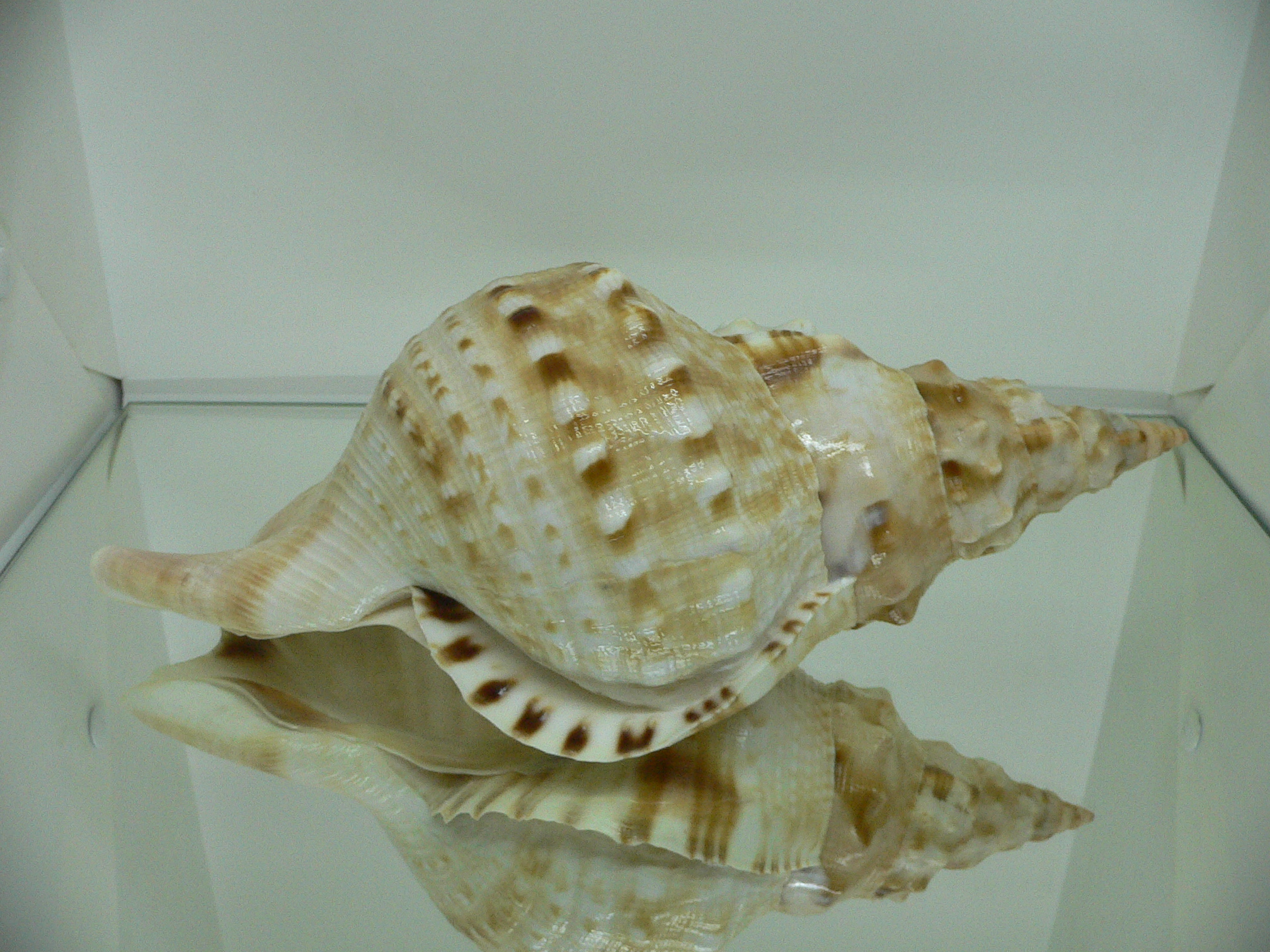 Charonia lampas sauliae (var.) BIG MALE