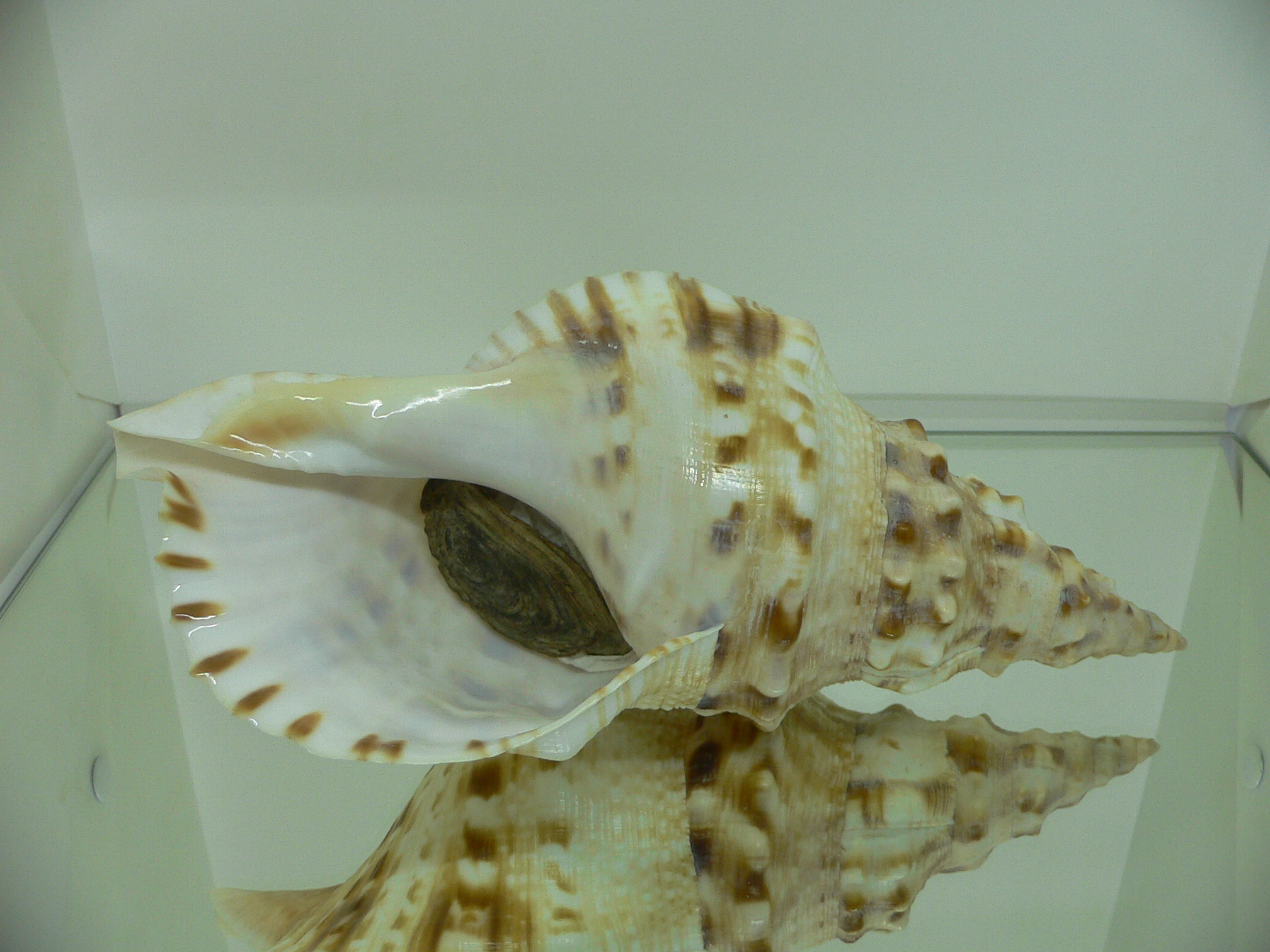 Charonia lampas sauliae (var.) BIG & BRIGHT