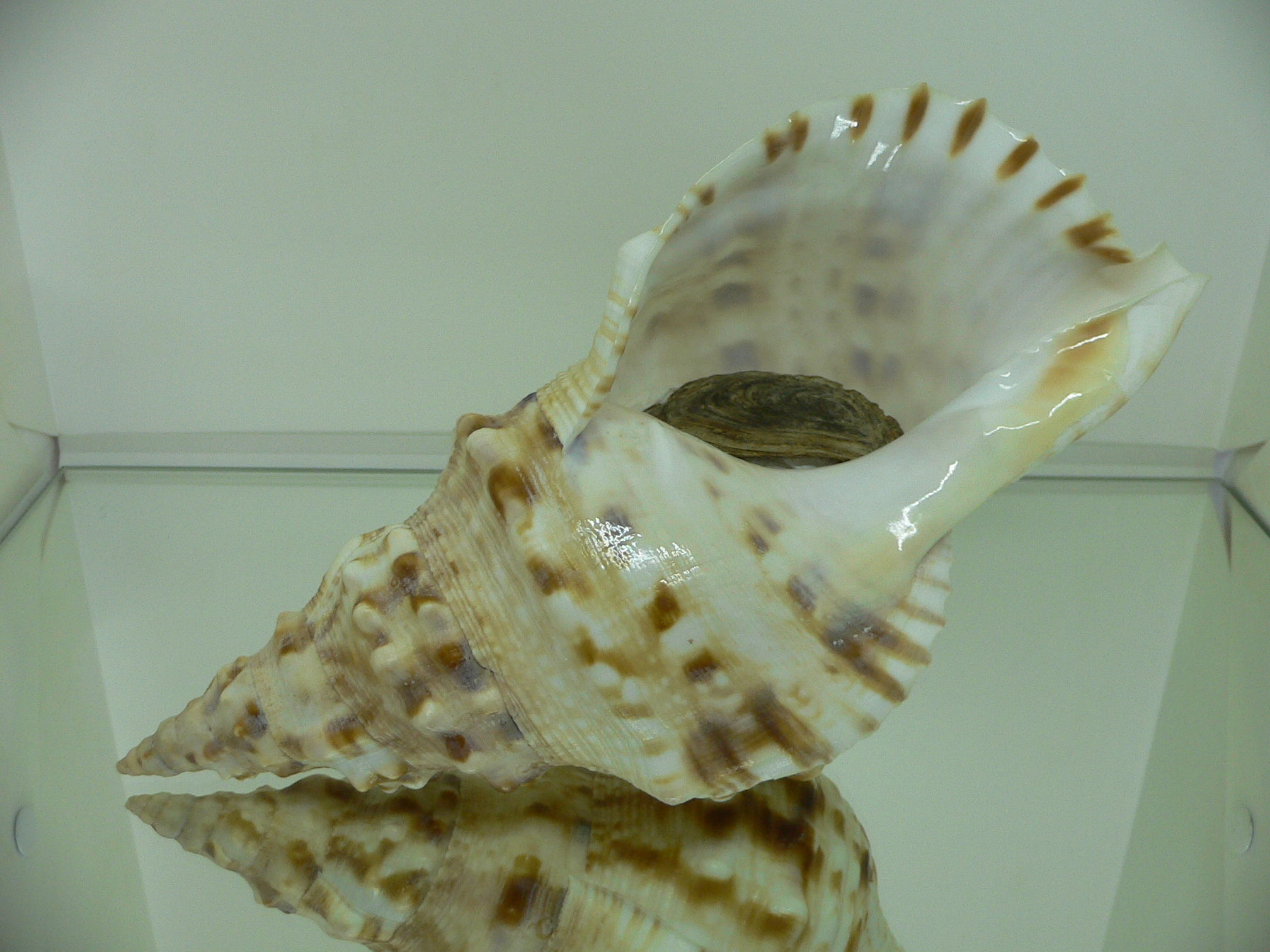 Charonia lampas sauliae (var.) BIG & BRIGHT
