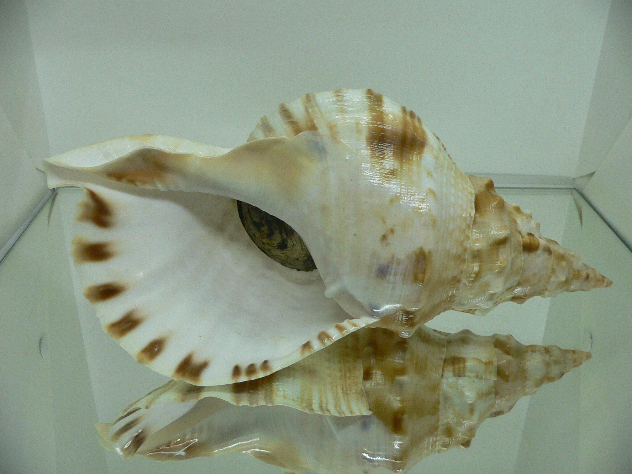 Charonia lampas sauliae (var.) BIG MALE