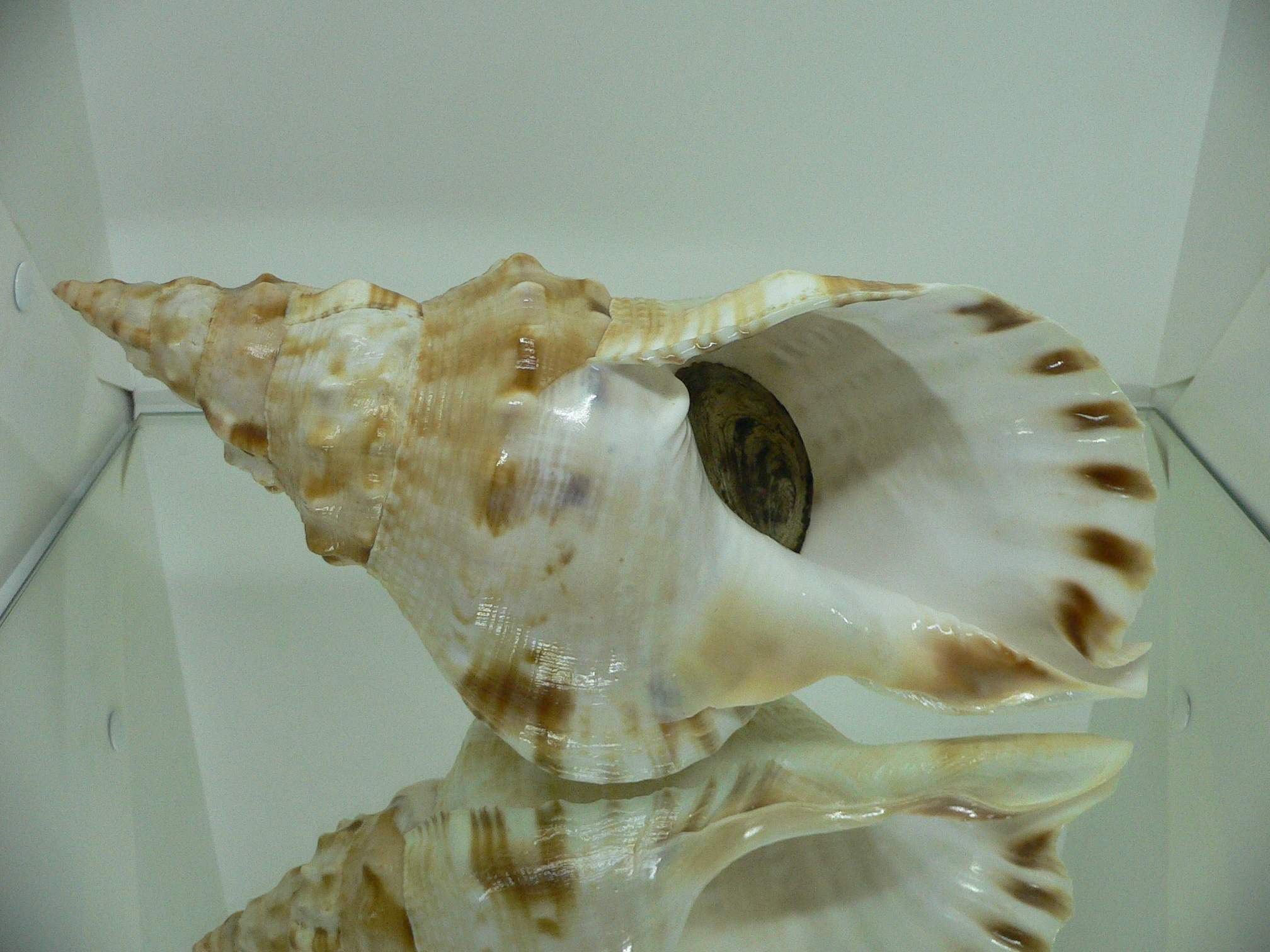 Charonia lampas sauliae (var.) BIG MALE