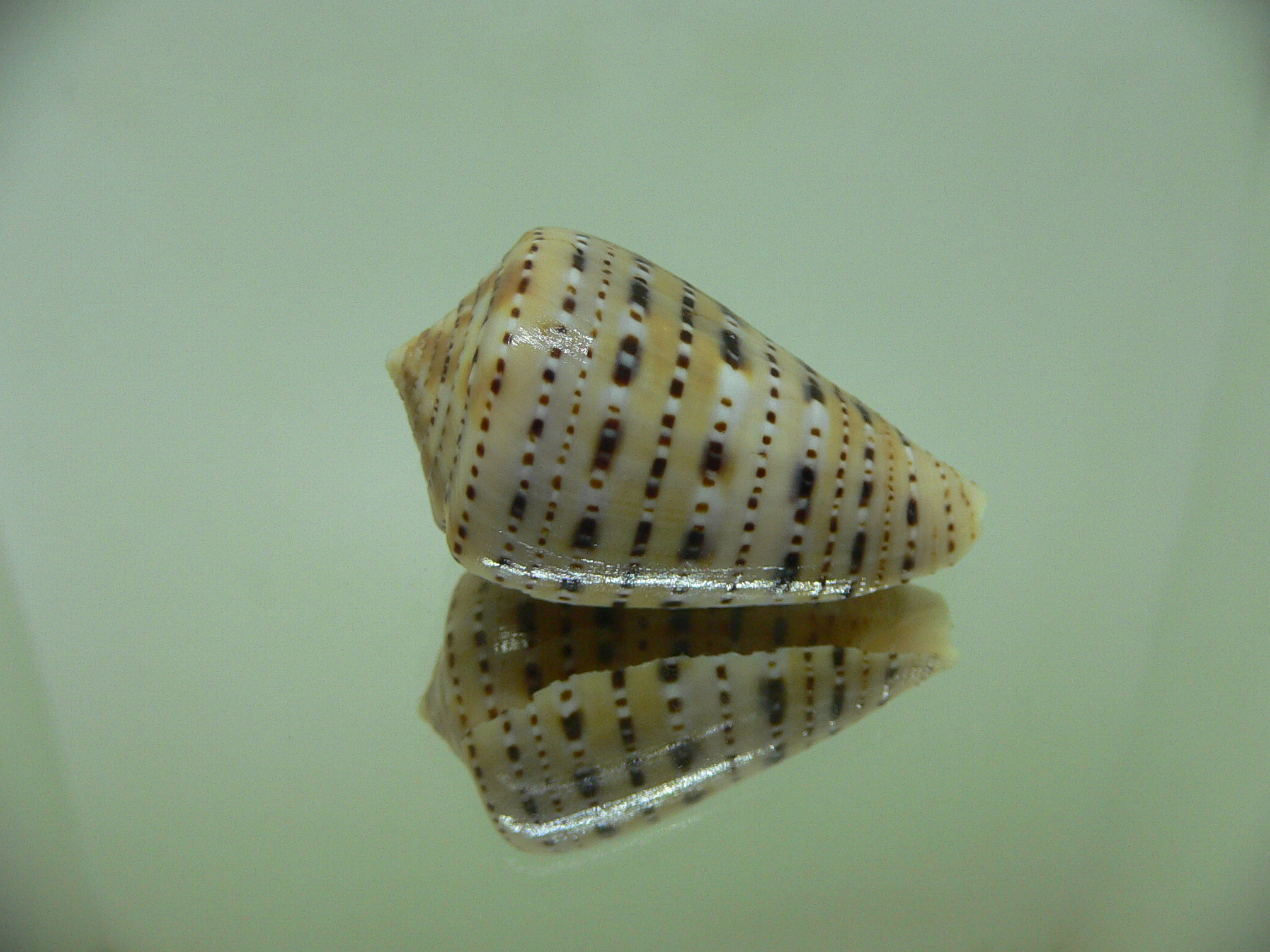 Conus genuanus foscaclaudiae (var.)