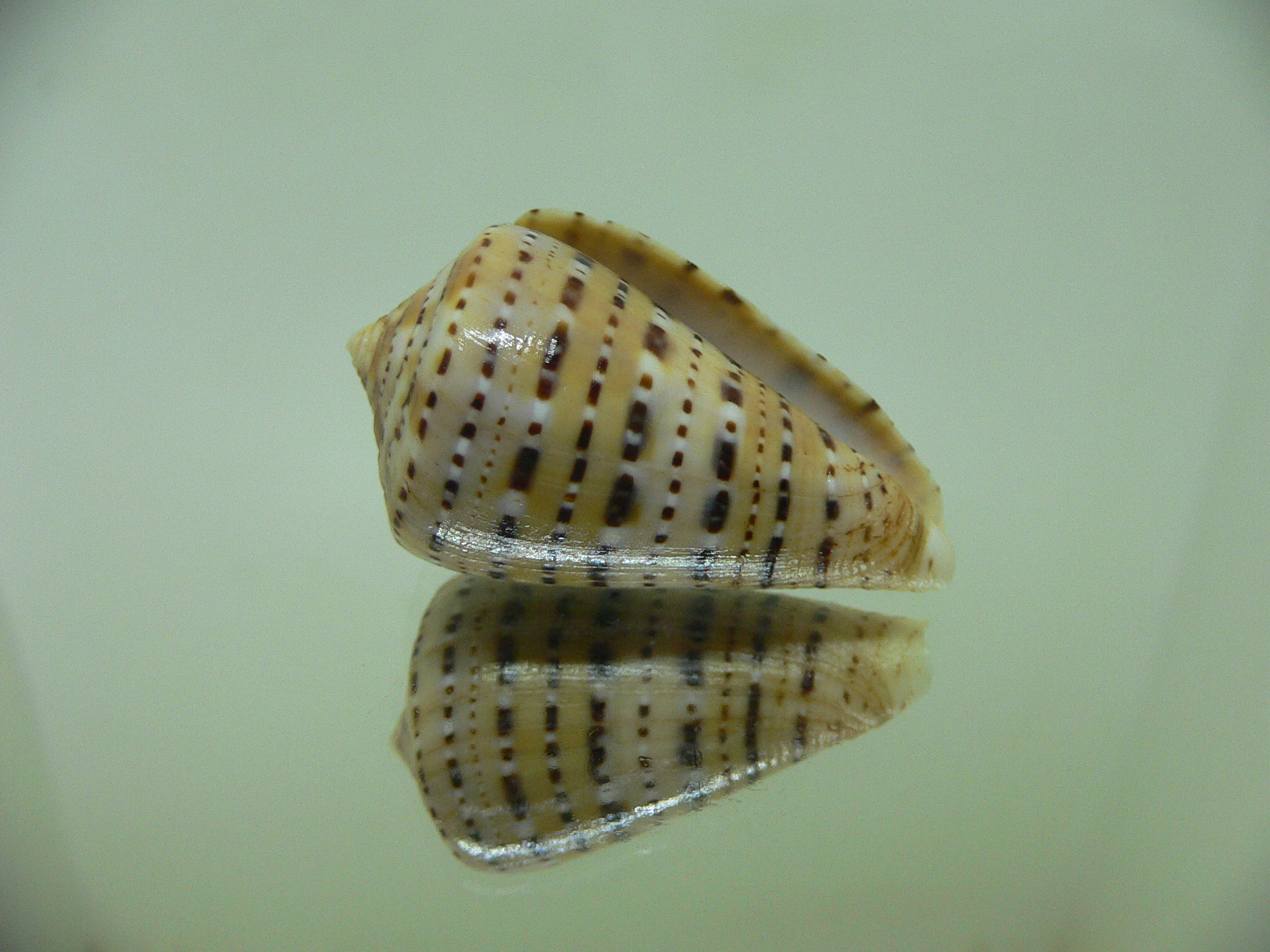 Conus genuanus foscaclaudiae (var.)