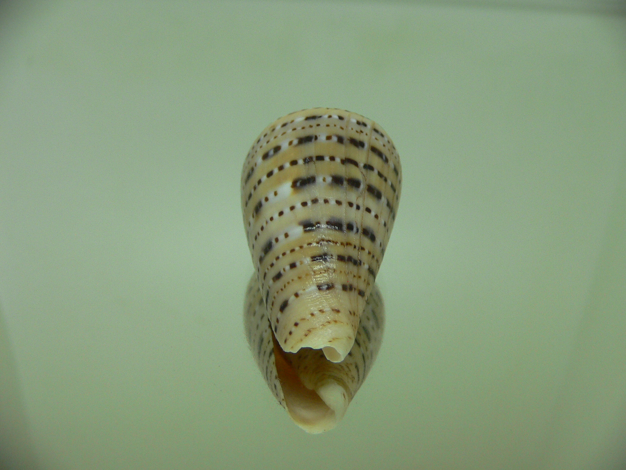 Conus genuanus foscaclaudiae (var.)