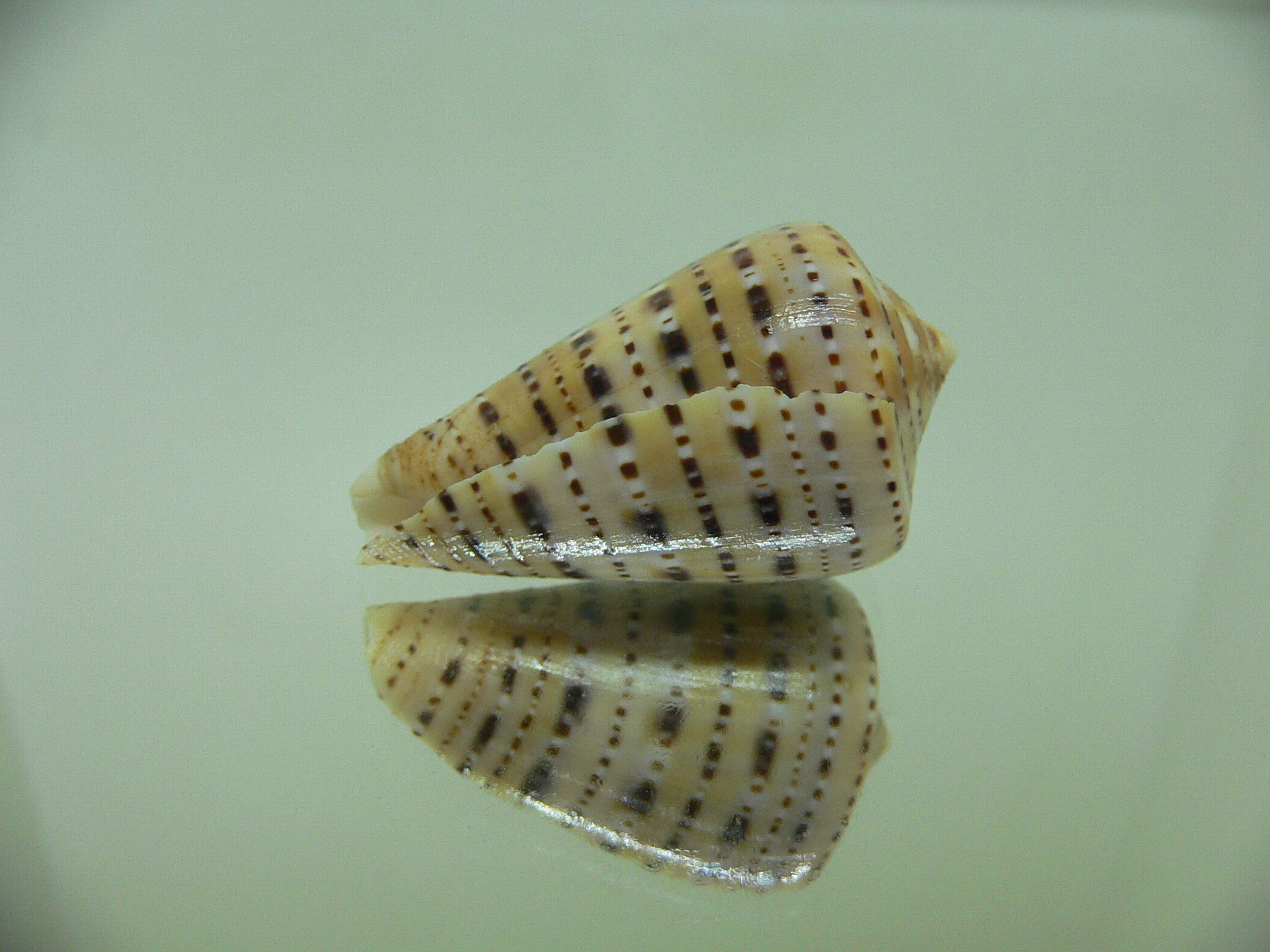 Conus genuanus foscaclaudiae (var.)