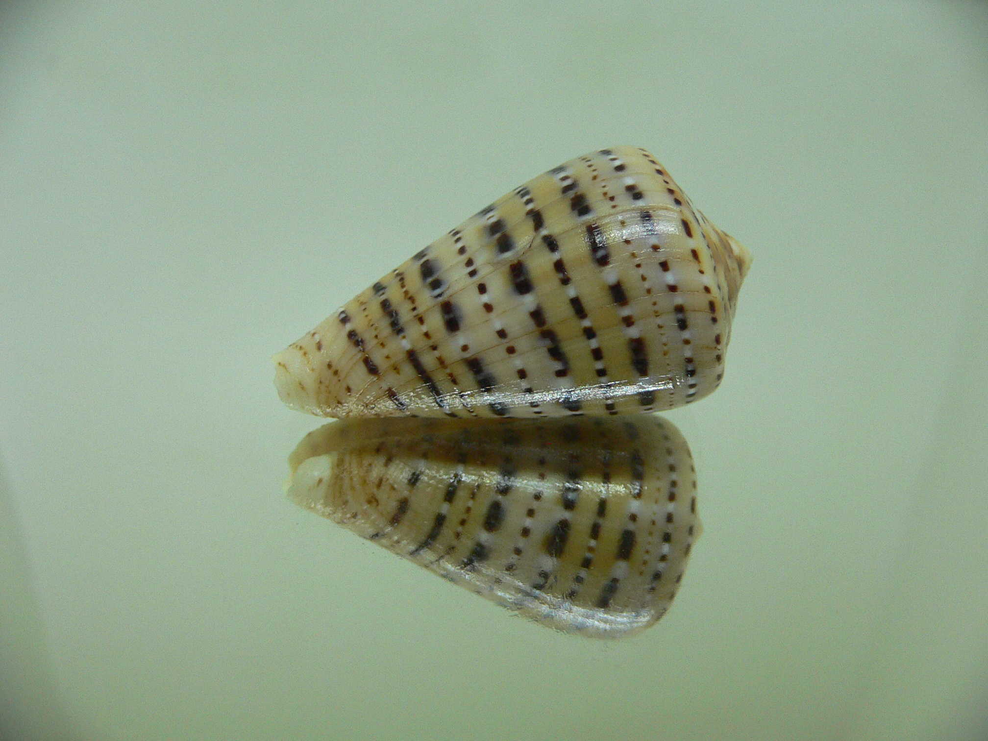 Conus genuanus foscaclaudiae (var.)