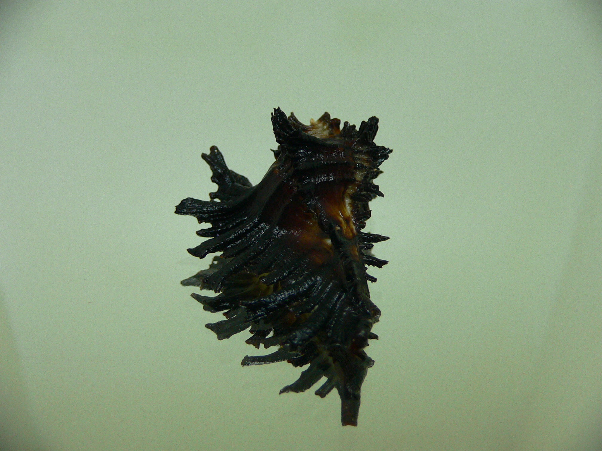 Homalocantha secunda DARK