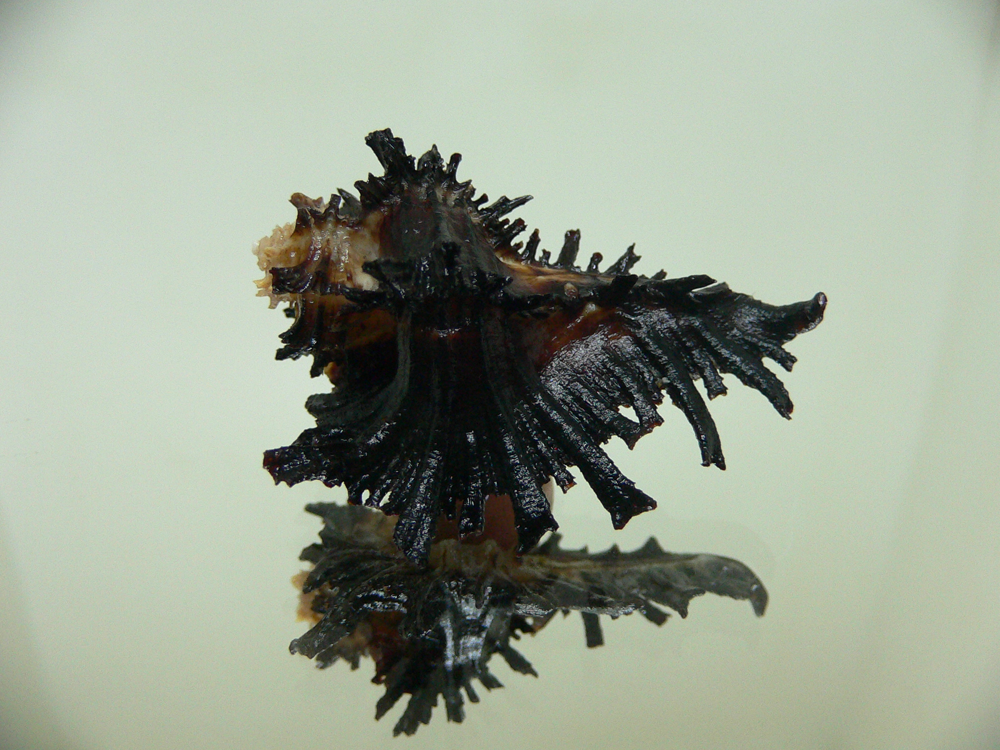 Homalocantha secunda DARK