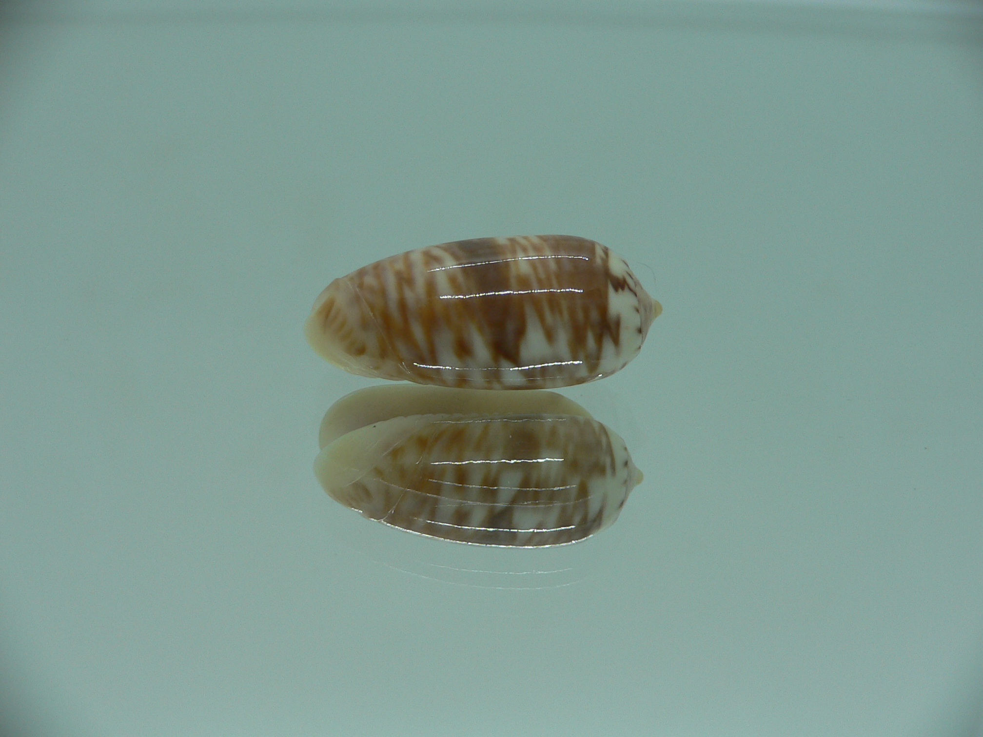 Oliva todosina lepida BIG & UNUSUAL