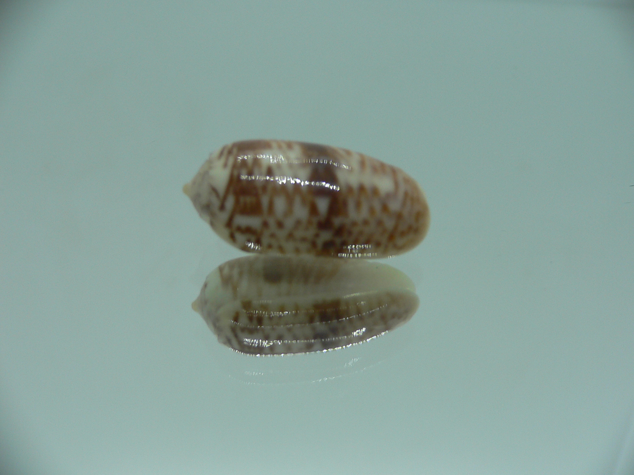 Oliva todosina lepida BIG & UNUSUAL