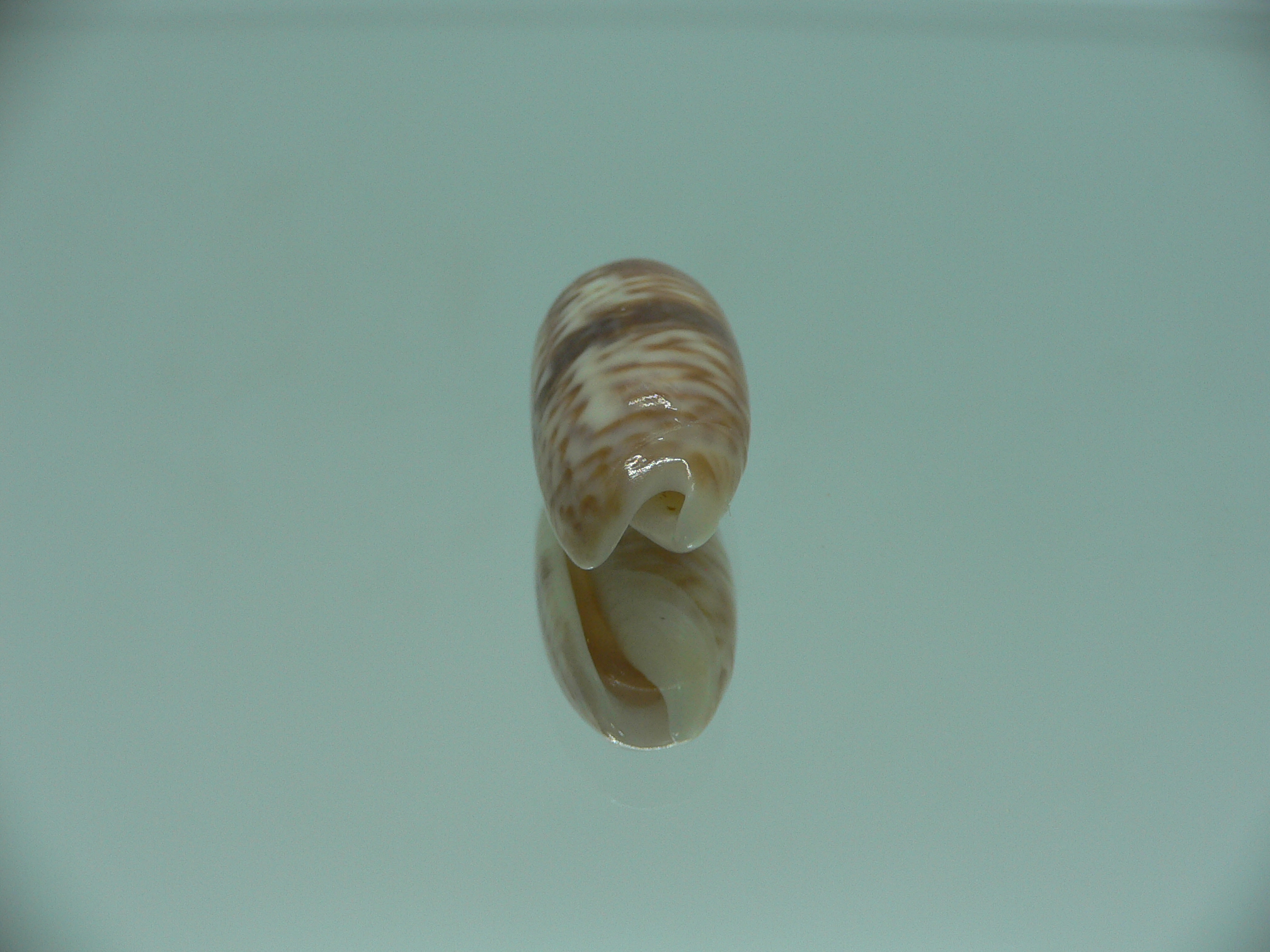 Oliva todosina lepida BIG & UNUSUAL