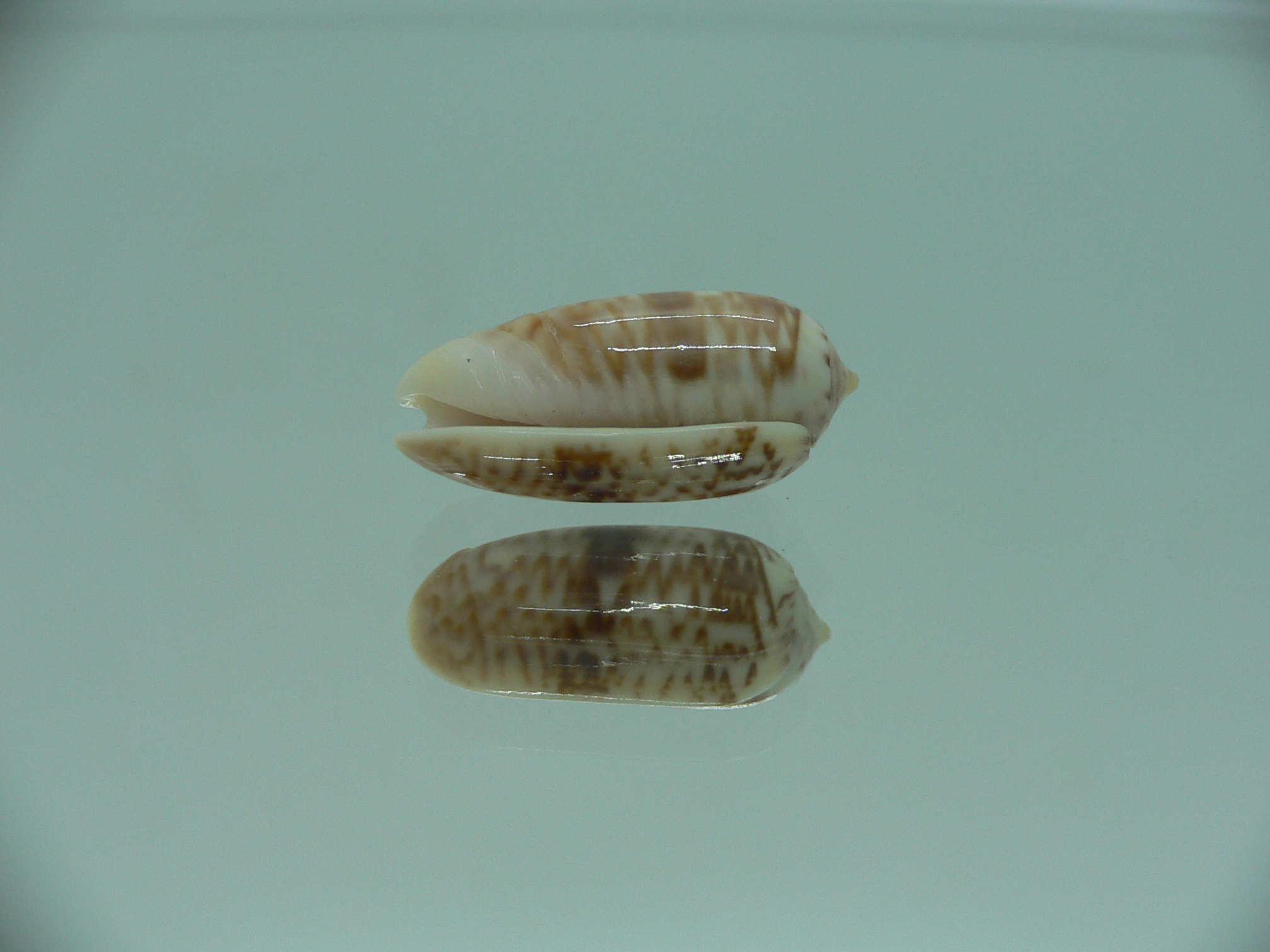 Oliva todosina lepida BIG & UNUSUAL