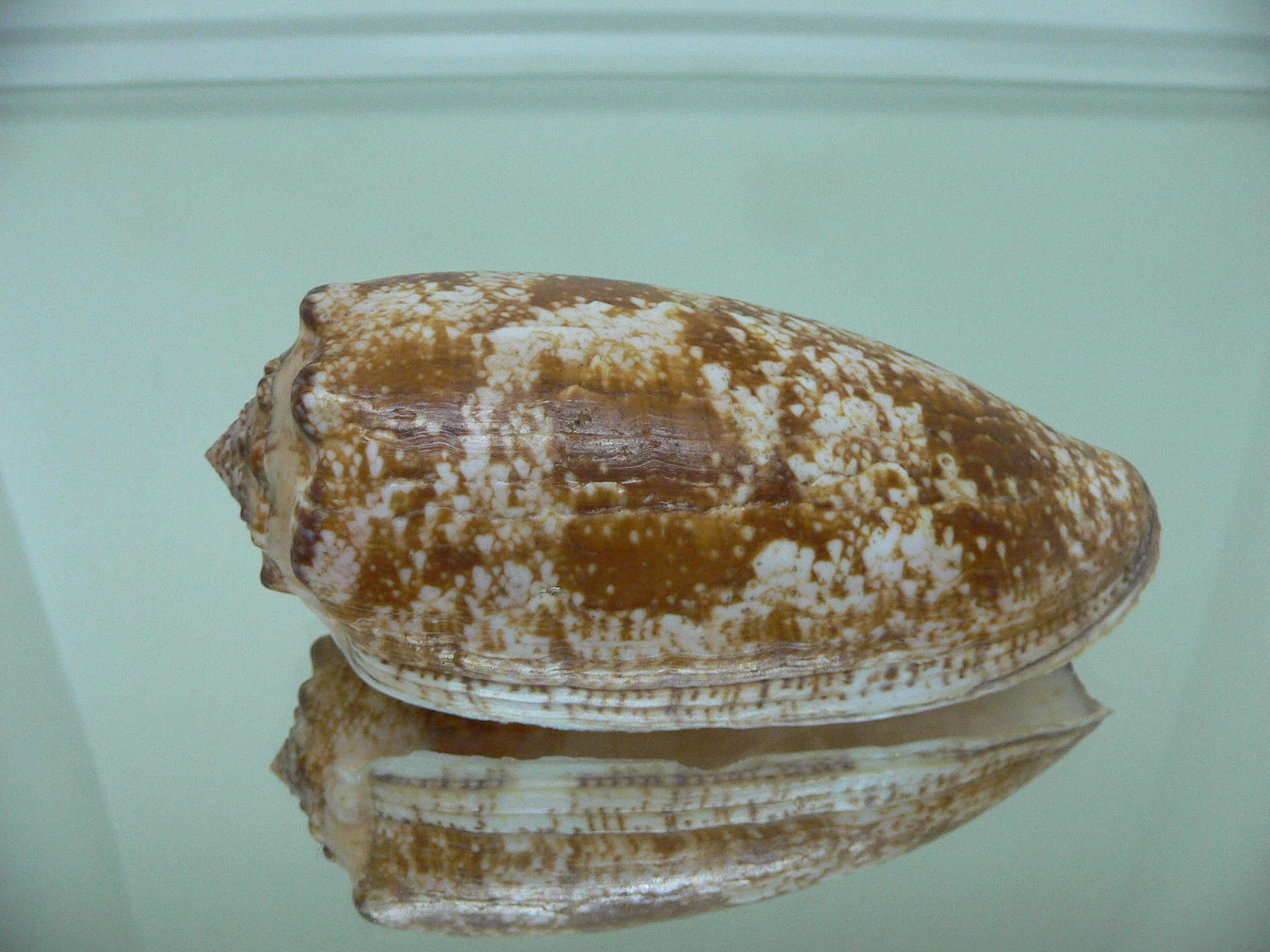 Conus geographus