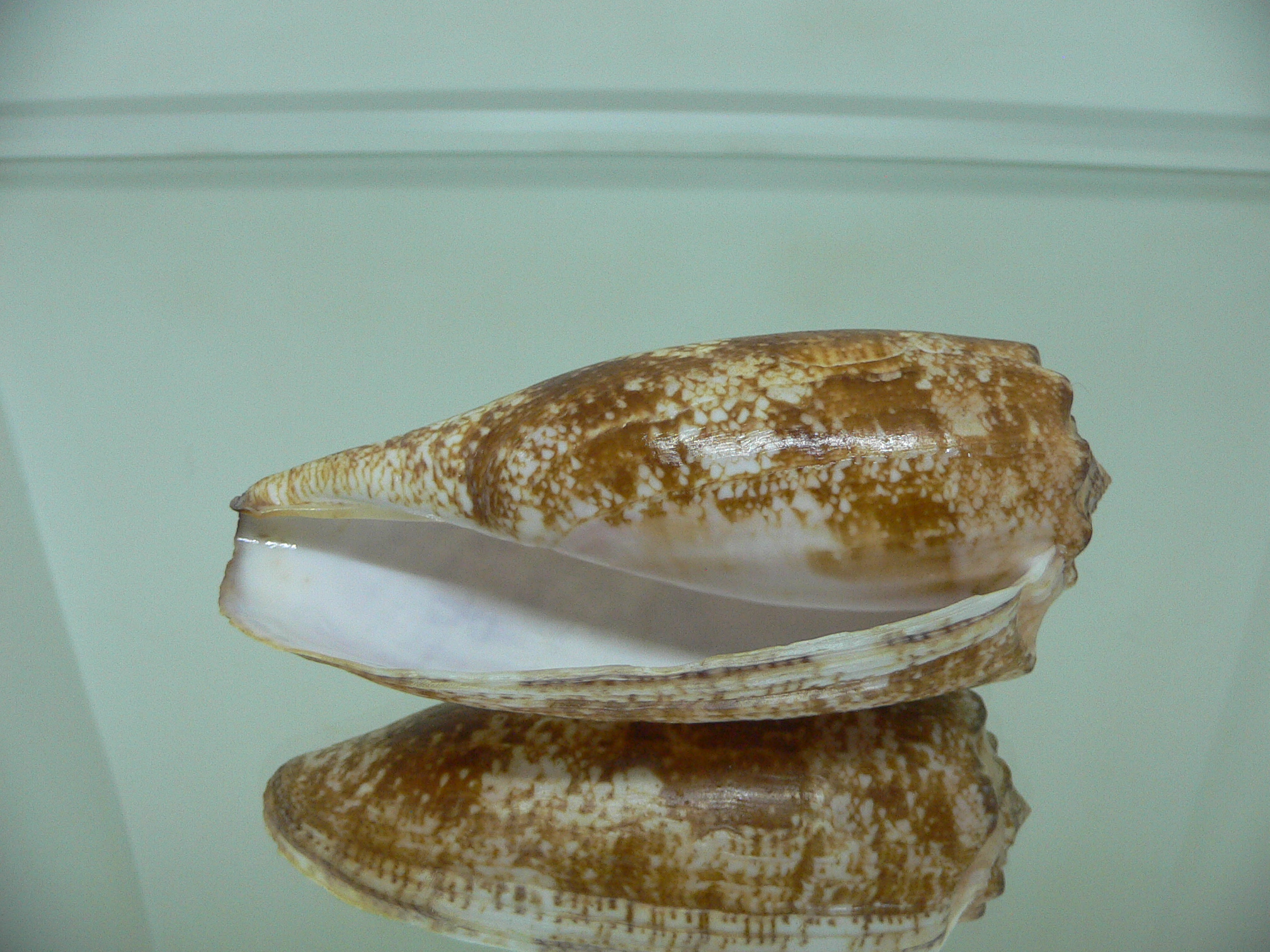 Conus geographus