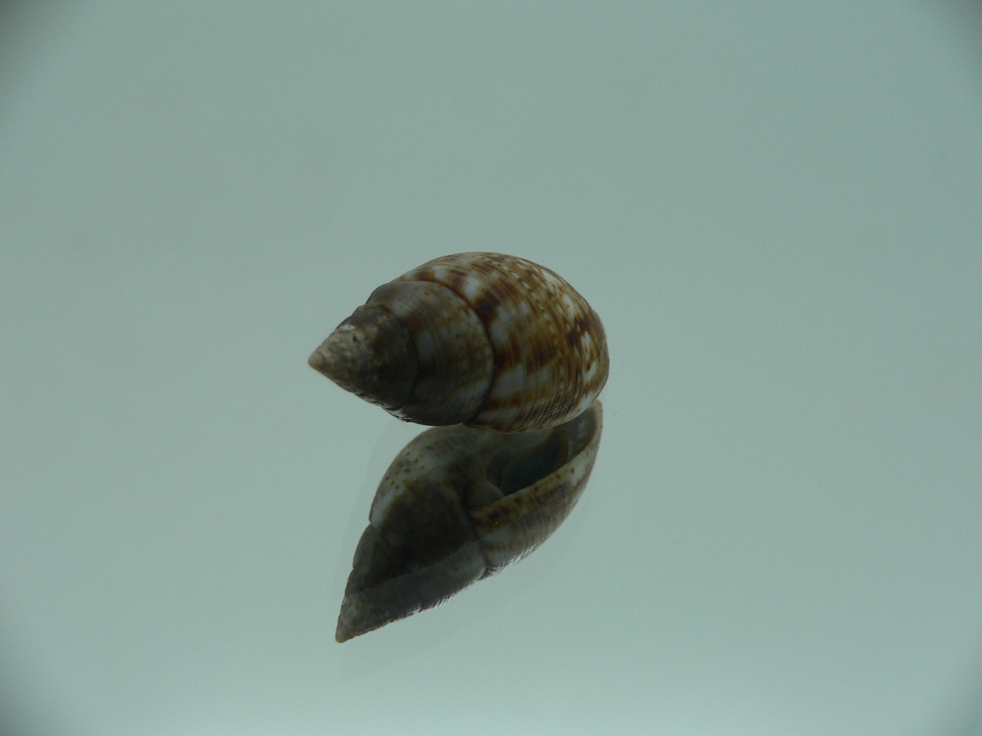 Pisania striata