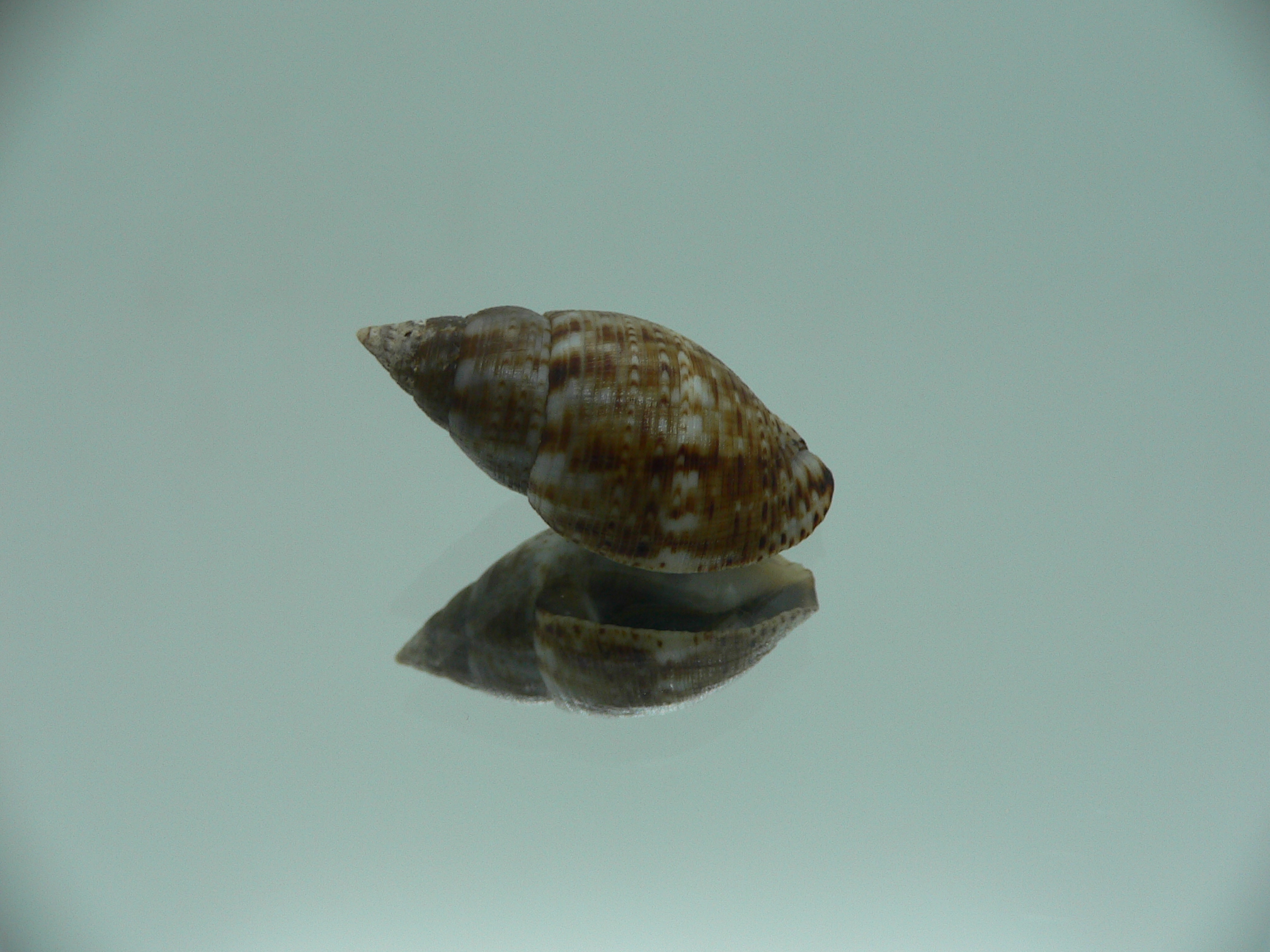 Pisania striata