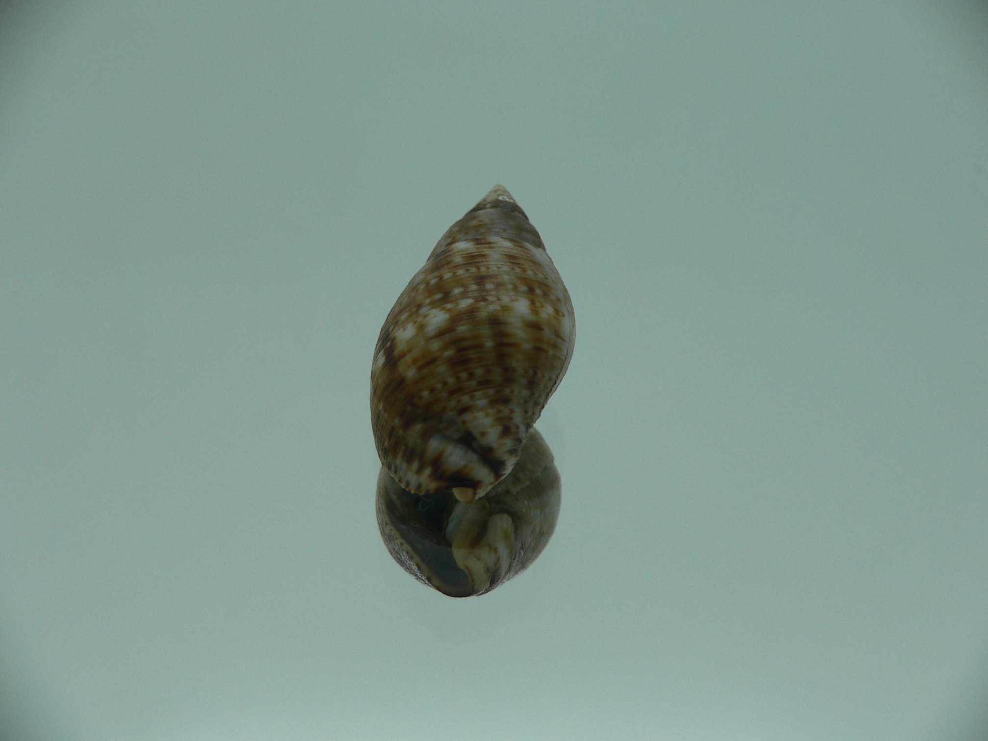 Pisania striata