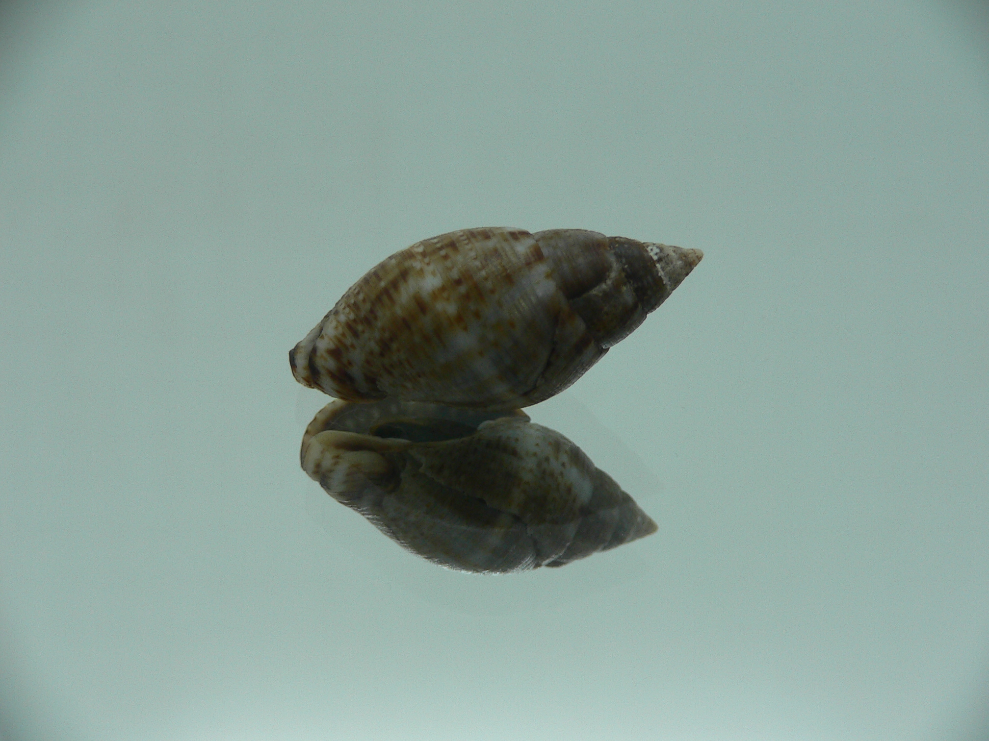 Pisania striata