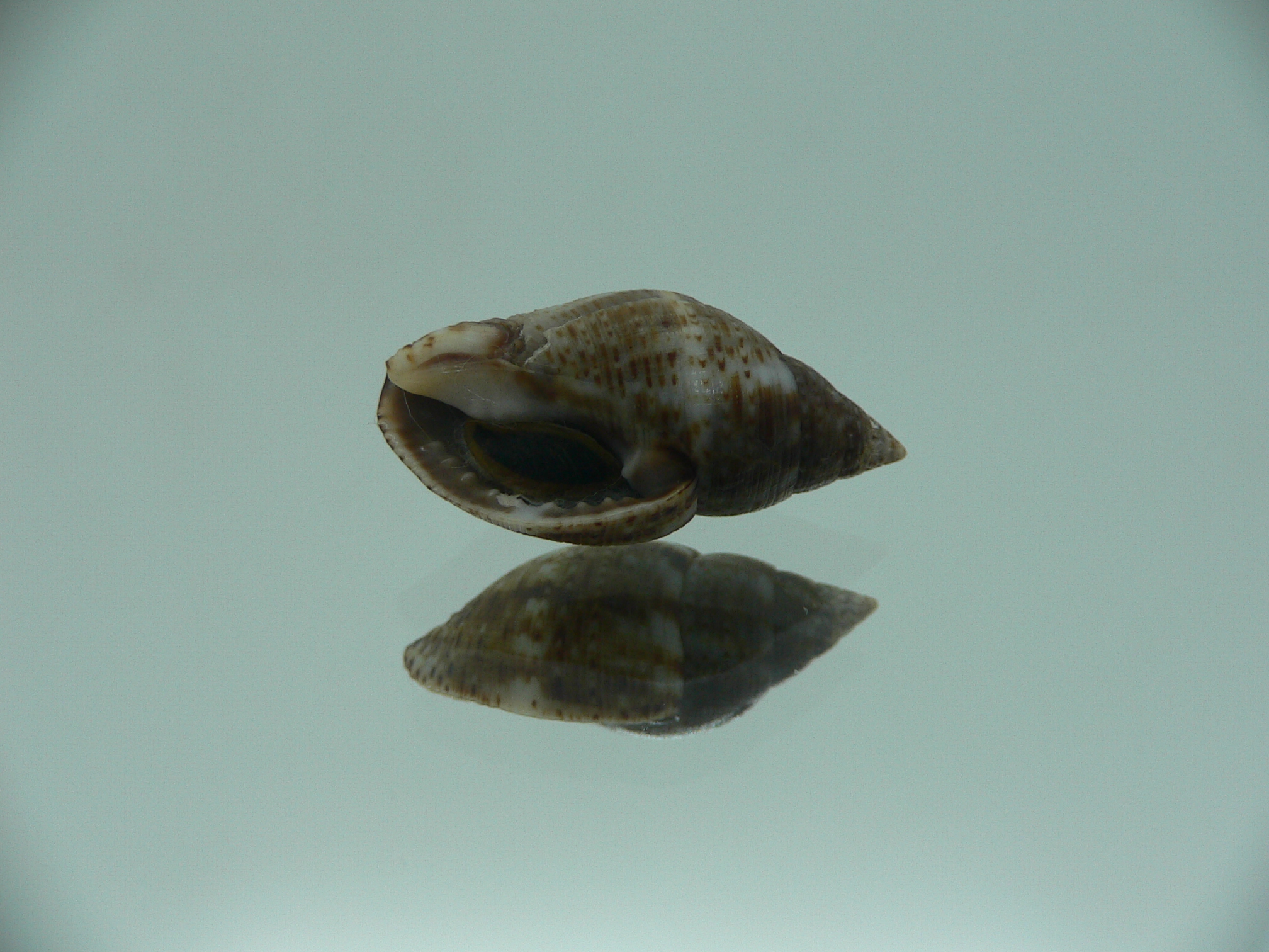 Pisania striata