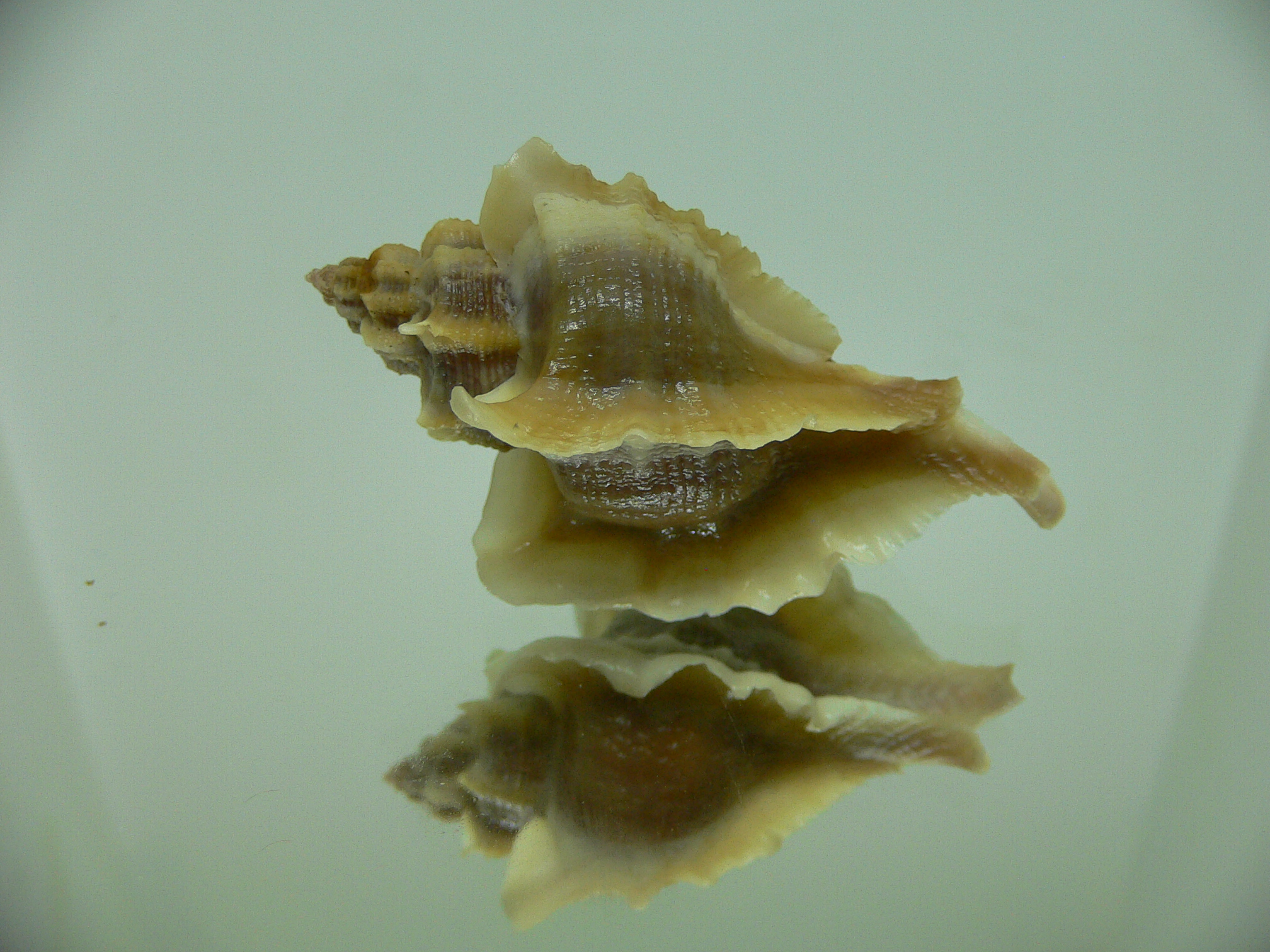 Ocenebra inornata SOUTHERN FORM 2