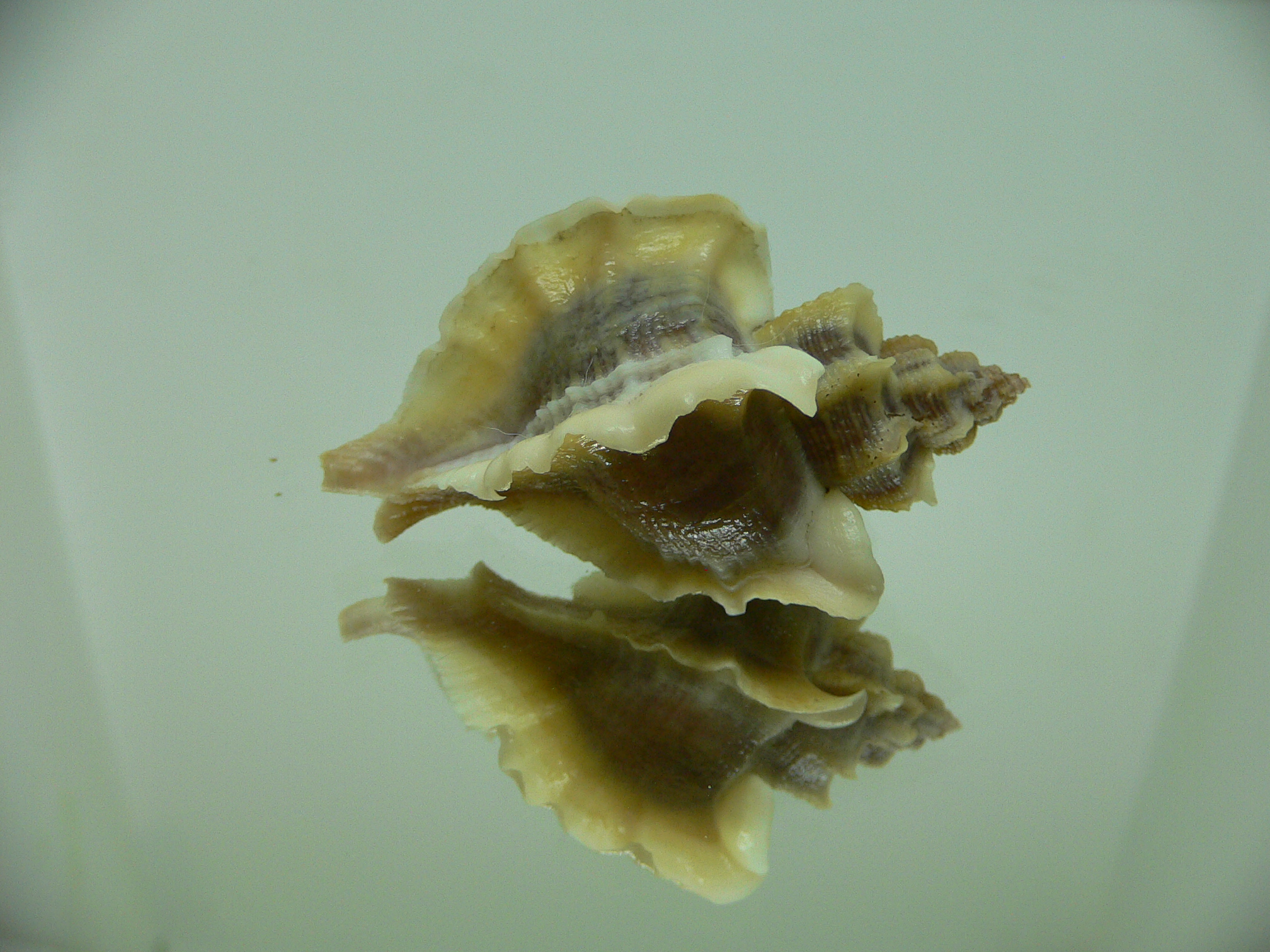 Ocenebra inornata SOUTHERN FORM 2