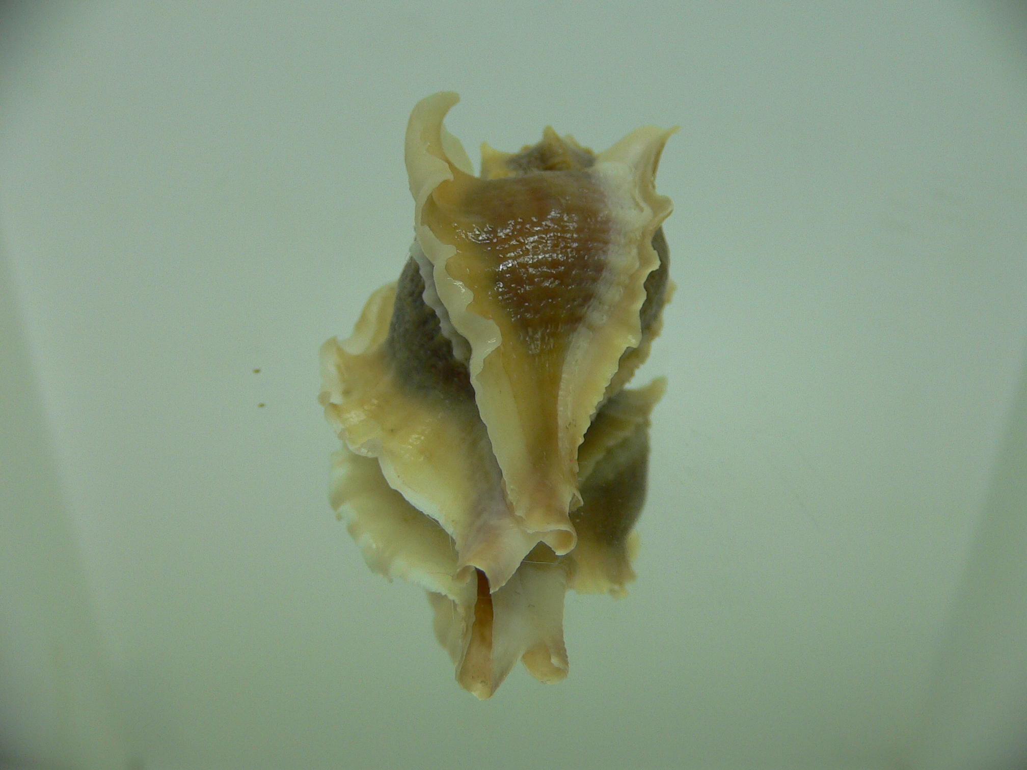 Ocenebra inornata SOUTHERN FORM 2