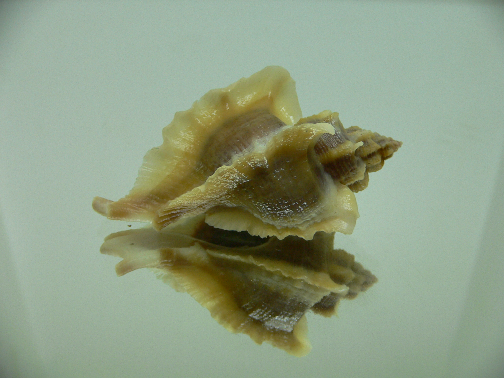 Ocenebra inornata SOUTHERN FORM 2