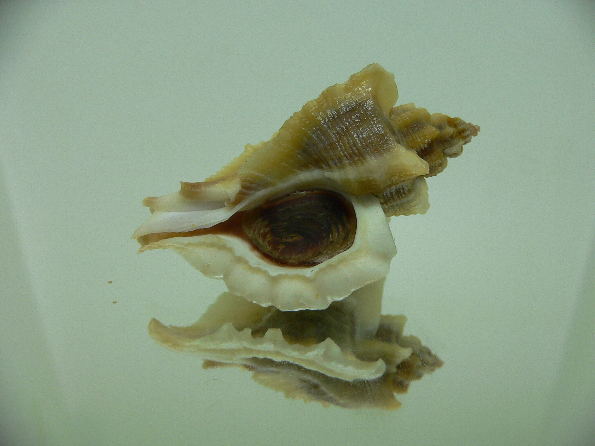 Ocenebra inornata SOUTHERN FORM 2