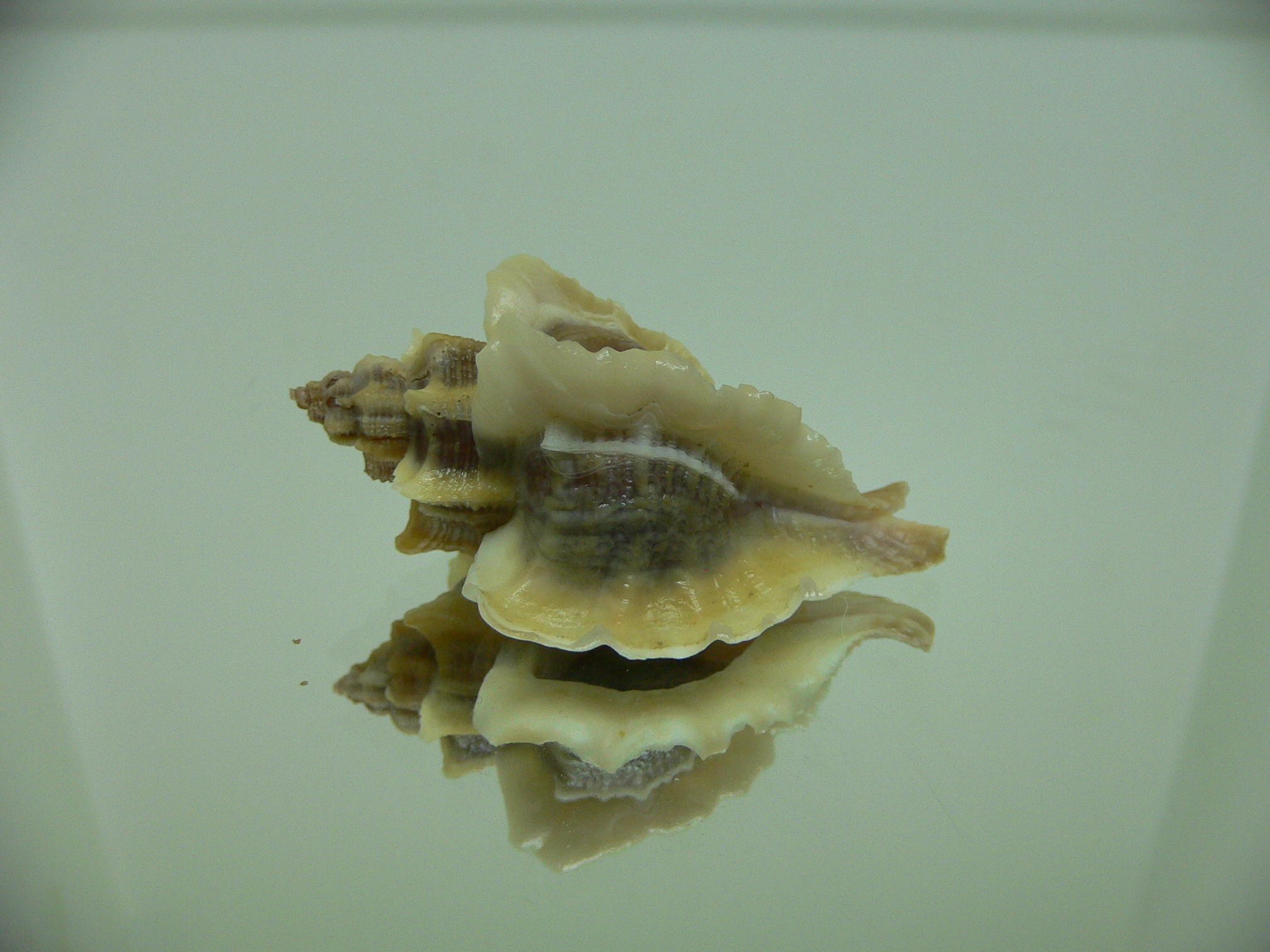Ocenebra inornata SOUTHERN FORM 2