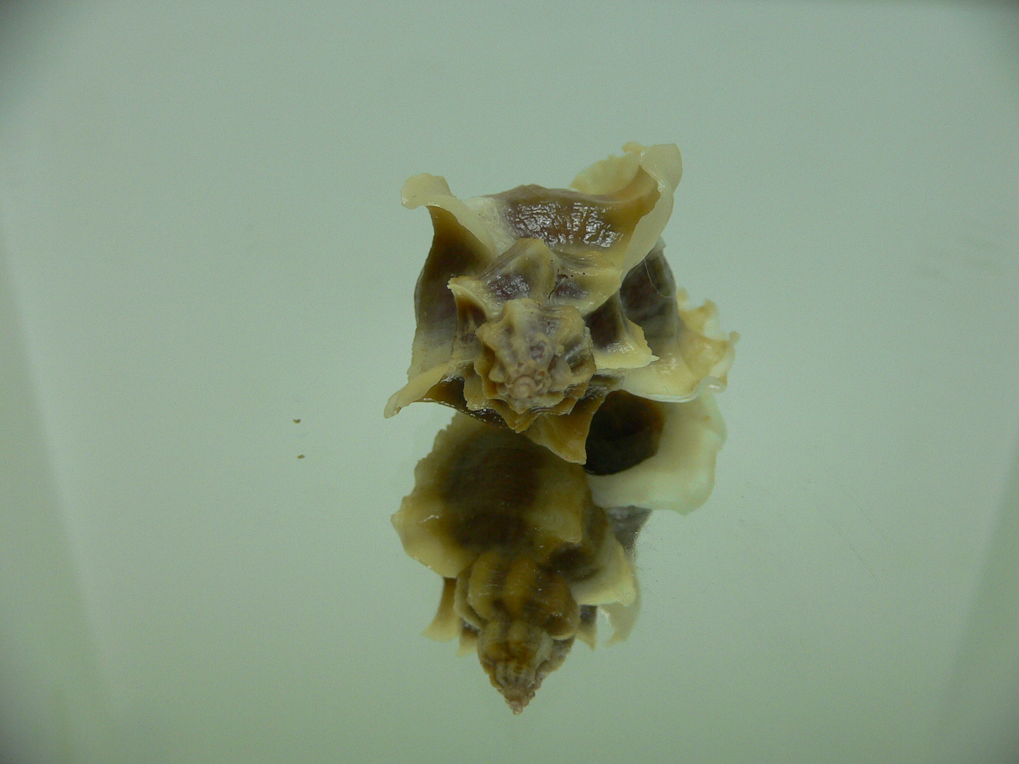 Ocenebra inornata SOUTHERN FORM 2